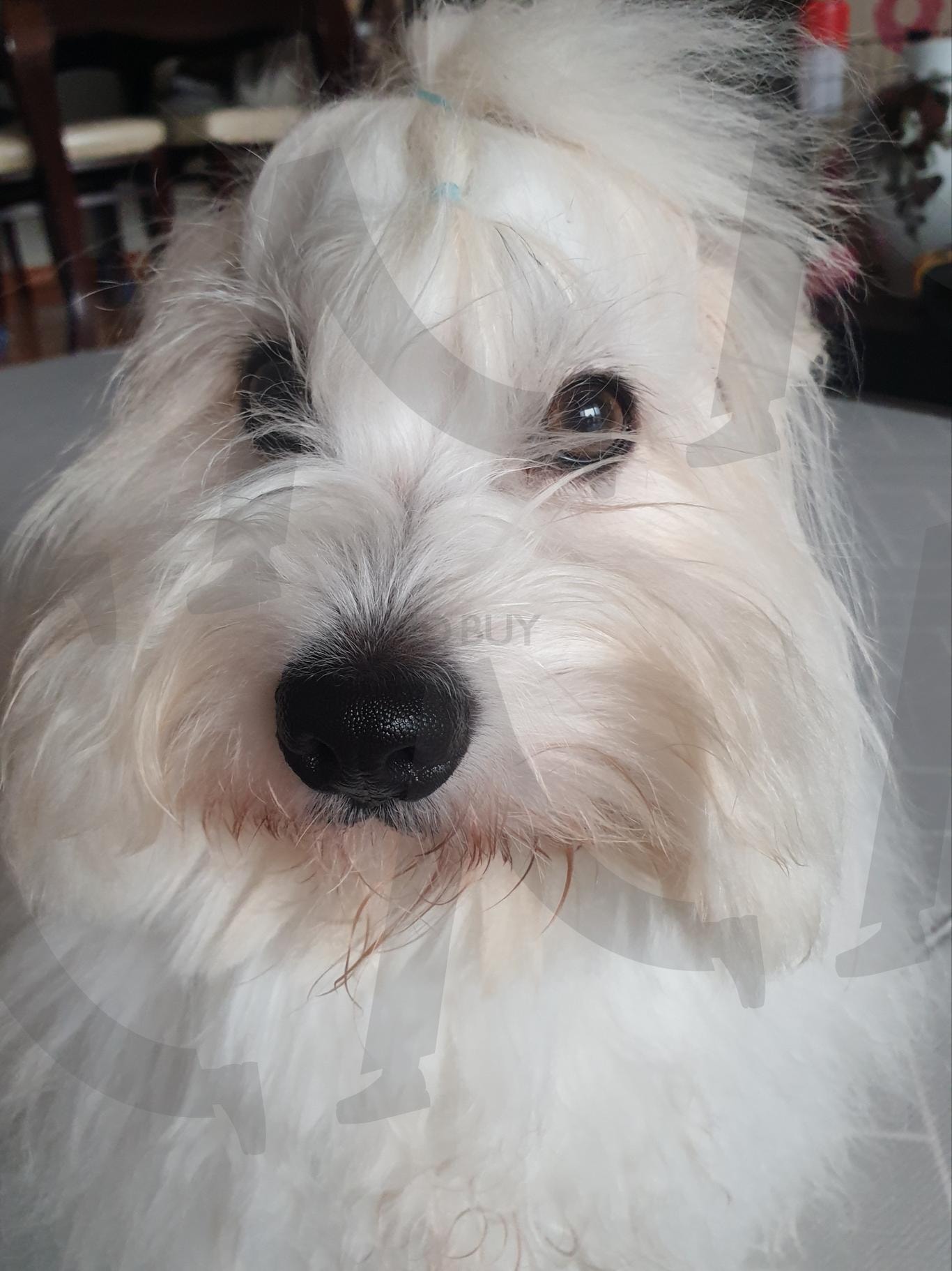 코끝까지 말랑한 뽀시래기 | 강아지 얼굴 클로즈업 (狗狗特写 / dog close-up), 코 뽀짝 (可爱小鼻子 / cute nose), 동그란 눈망울 (圆圆的眼睛 / round eyes), 포근한 인상 (温暖的印象 / soft impression), 얼굴 미남 (帅气脸蛋 / handsome face), 사진 잘 나옴 (拍得真好 / well photographed), 동화 속 주인공 (童话主角 / fairytale character), 눈맞춤 (对视 / eye contact), 꼬동 드 튤레아 (古董杜雷亚犬 / Coton de Tuléar) | 스탠바이 STANDBUY 디지털 콘텐츠