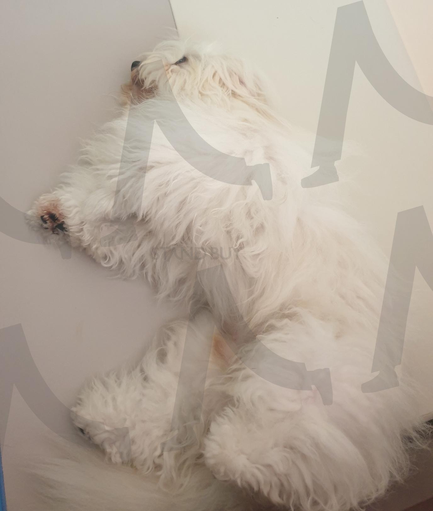 이대로 3시간 더 잘 예정 | 낮잠 시간 (午睡时间 / nap time), 강아지 수면 (狗狗睡觉 / dog sleeping), 퍼진 털 (松软的毛 / loose fur), 집콕 분위기 (宅家氛围 / stay-home mood), 순백의 평온 (纯白安宁 / pure calm), 쉴 때도 예쁨 (休息也可爱 / cute even resting), 휴식 중 포즈 (休息姿势 / resting pose), 힐링 컷 (治愈画面 / healing shot), 꼬동 드 튤레아 (古董杜雷亚犬 / Coton de Tuléar) | 스탠바이 STANDBUY 디지털 콘텐츠