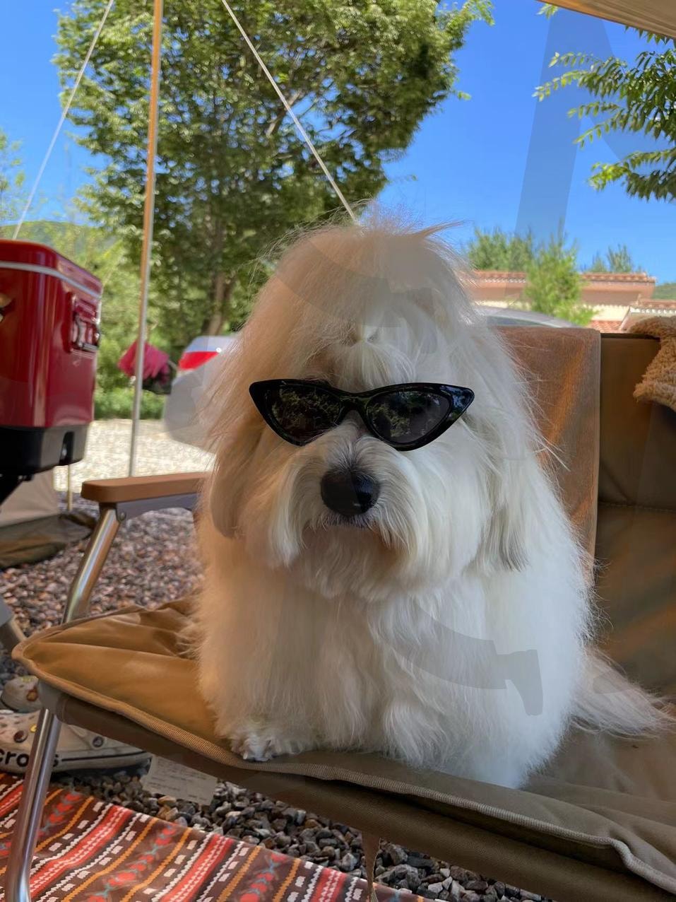 고글 쓴 캠핑 여제 | 캠핑 강아지 (露营狗狗 / camping dog), 고글 패션 (墨镜造型 / sunglasses style), 여왕 포스 (女王气场 / queen vibe), 야외 스타일링 (户外造型 / outdoor look), 강아지 모델 (狗狗模特 / dog model), 그늘 아래 시크함 (阴凉处的帅气 / shade & style), 시선 집중 (吸引目光 / eye-catching), 당, 당한 자세 (自信的姿势 / confident pose), 꼬동 드 튤레아 (古董杜雷亚犬 / Coton de Tuléar) | 스탠바이 STANDBUY 디지털 콘텐츠