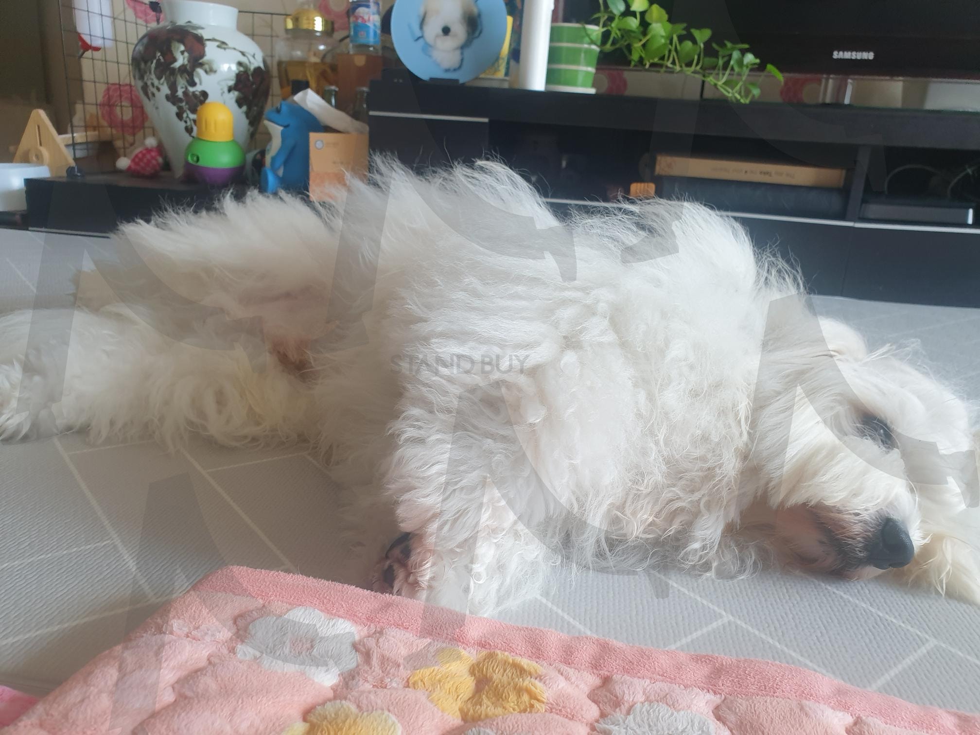 오늘은 안 일어나 | 피곤한 강아지 (疲惫的狗 / tired dog), 바닥 찰싹 (趴在地上 / sprawled on floor), 무기력 모드 (无精打采 / low energy mode), 집콕 라이프 (宅家生活 / stay-home life), 폭신한 털 (柔软毛发 / soft fur), 주말 분위기 (周末感觉 / weekend vibe), 포근한, 温暖的地板 / warm floor), 일어나기 싫어 (不想起来 / don’t wanna get up), 꼬동 드 튤레아 (古董杜雷亚犬 / Coton de Tuléar) | 스탠바이 STANDBUY 디지털 콘텐츠