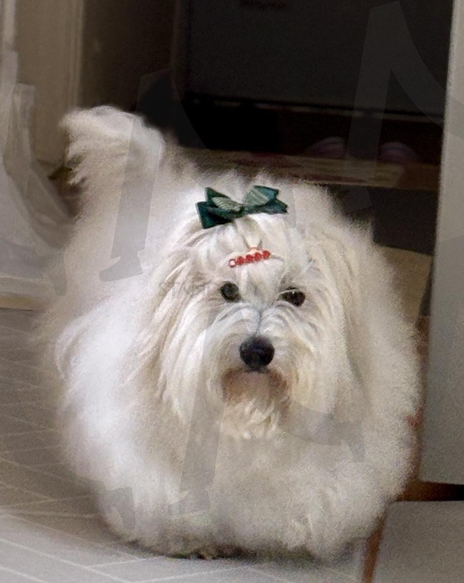 초록 리본과 진지한 발걸음 | 리본 액세서리 (蝴蝶结配件 / ribbon accessory), 진지한 강아지 (严肃的小狗 / serious dog), 귀여운 워킹 (可爱走姿 / cute walking), 실내 산책 (室内散步 / indoor stroll), 털 찰랑찰랑 (毛发柔顺 / silky fur), 도도한 매력 (高冷魅力 / classy charm), 중성적 스타일 (中性风格 / neutral style), 고급 반려견 (高级宠物 / high-class pet), 꼬동 드 튤레아 (古董杜雷亚犬 / Coton de Tuléar) | 스탠바이 STANDBUY 디지털 콘텐츠