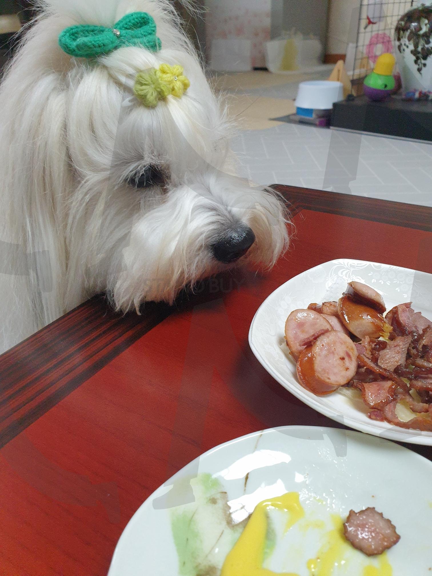 한 입만 주세요 | 간식 노려보기 (盯着零食 / eyeing a snack), 강아지 식탐 (狗狗嘴馋 / dog appetite), 테이블 위 시선 (桌上目光 / gaze at table), 진지한, 눈빛 (认真的眼神 / serious eyes), 식사 순간 (用餐时刻 / meal moment), 참는 중 (忍耐中 / holding back), 귀여운 간청 (可爱的请求 / cute pleading), 강아지와 음식 (狗狗与食物 / dog and food), 꼬동 드 튤레아 (古董杜雷亚犬 / Coton de Tuléar) | 스탠바이 STANDBUY 디지털 콘텐츠