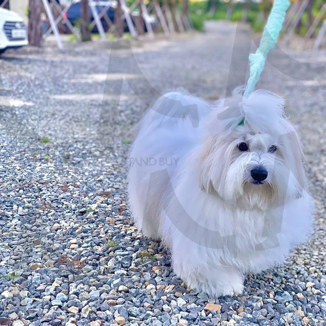 조약돌길 런웨이 워크 | 산책 스타일 (散步造型 / walking look), 돌길 걷기 (石路漫步 / gravel walk), 리드줄 패션 (牵引绳时尚 / leash fashion), 강아지 외출 (狗狗外出 / dog outing), 귀여운 발걸음 (可爱的步伐 / cute steps), 자연 속 반려견 (自然中的宠物 / dog in nature), 포즈 마스터 (姿势大师 / pose master), 털 찰랑 (毛发柔顺 / silky fur), 꼬동 드 튤레아 (古董杜雷亚犬 / Coton de Tuléar) | 스탠바이 STANDBUY 디지털 콘텐츠