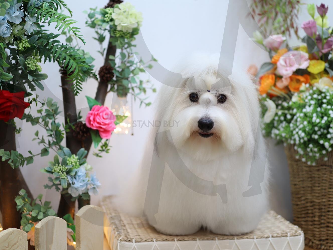 꽃보다 꼬동 | 꽃과 강아지 (花与狗 / flowers and dog), 스튜디오 컷 (摄影棚照片 / studio photo), 미용 직후 (美容后 / freshly groomed), 인형 미모 (玩偶颜值 / doll-like face), 꽃 속의 요정 (花丛精灵 / flower fairy), 조명 분위기 (灯光氛围 / lighting mood), 환상의 조합 (完美搭配 / perfect match), 고급 펫 포토 (高级宠物写真 / luxury pet portrait), 꼬동 드 튤레아 (古董杜雷亚犬 / Coton de Tuléar) | 스탠바이 STANDBUY 디지털 콘텐츠