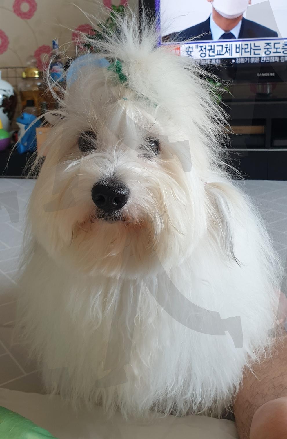 티비보다 내가 더 잘생겼지 | 뉴스보다 강아지 (比新闻更吸引的狗 / more attractive than news), 깔끔한 실내컷 (整洁的室内照 / neat indoor shot), 자신감 넘침 (充满自信 / full of confidence), 귀여운 정면샷 (可爱正脸照 / front cute shot), 자연스러운 헤어 (自然发型 / natural hairstyle), 소파 앞 포, (沙发前姿势 / sofa pose), 새침한 눈빛 (傲娇眼神 / sassy eyes), 나만 봐 (只看我 / just look at me), 꼬동 드 튤레아 (古董杜雷亚犬 / Coton de Tuléar) | 스탠바이 STANDBUY 디지털 콘텐츠