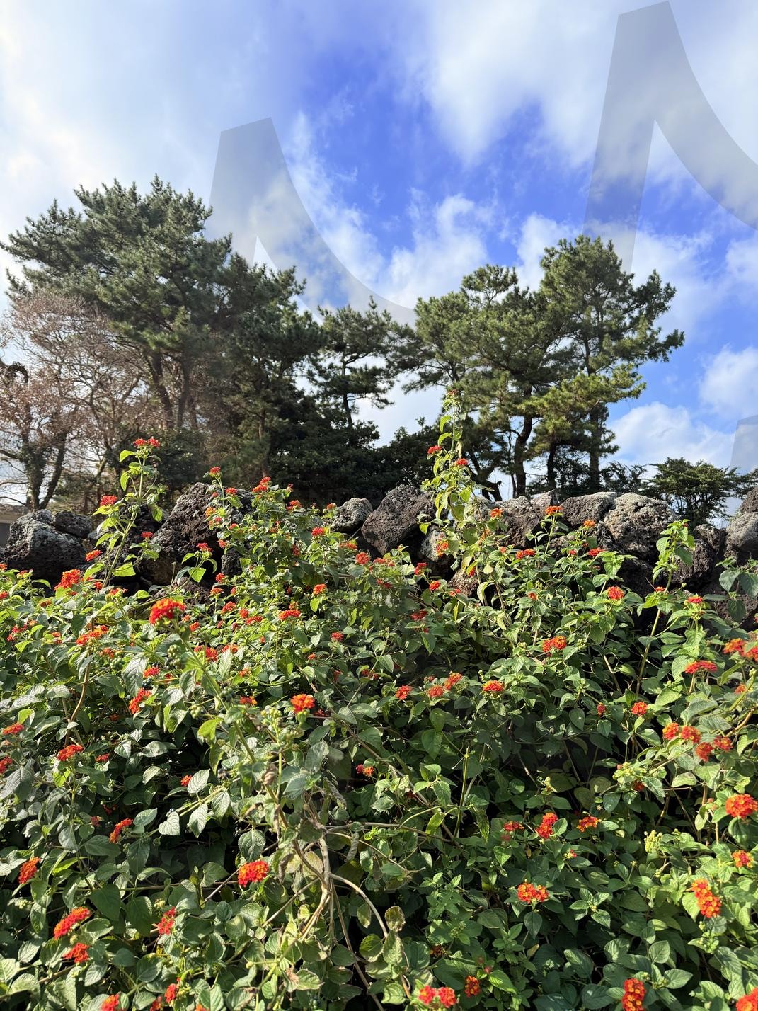 온평리 마을 길1(Onpyeong-ri Village Road) | 제주, 온평리, 마을, 풍경, 평온 | 스탠바이 STANDBUY 디지털 콘텐츠