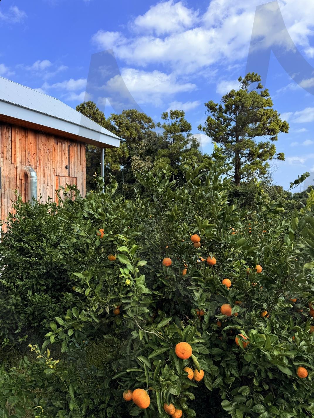 자연과 인류와의 '사이' 1(between natural or humanity) | 제주, 온평리, 마을, 식당, 자연 | 스탠바이 STANDBUY 디지털 콘텐츠
