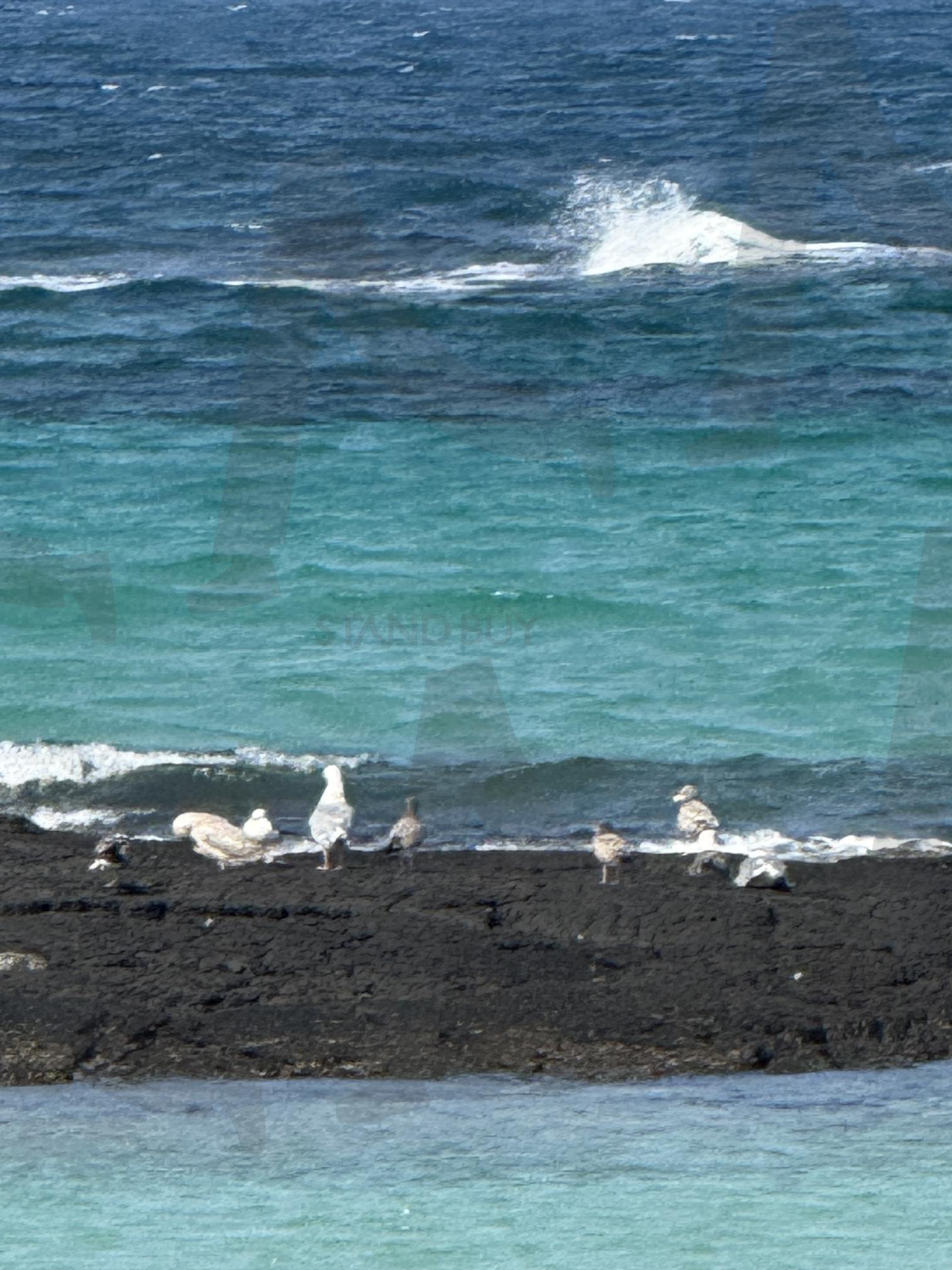 바다와 새들(the sea and the birds) | 제주, 코난해변, 새, 사색, 영감 | 스탠바이 STANDBUY 디지털 콘텐츠