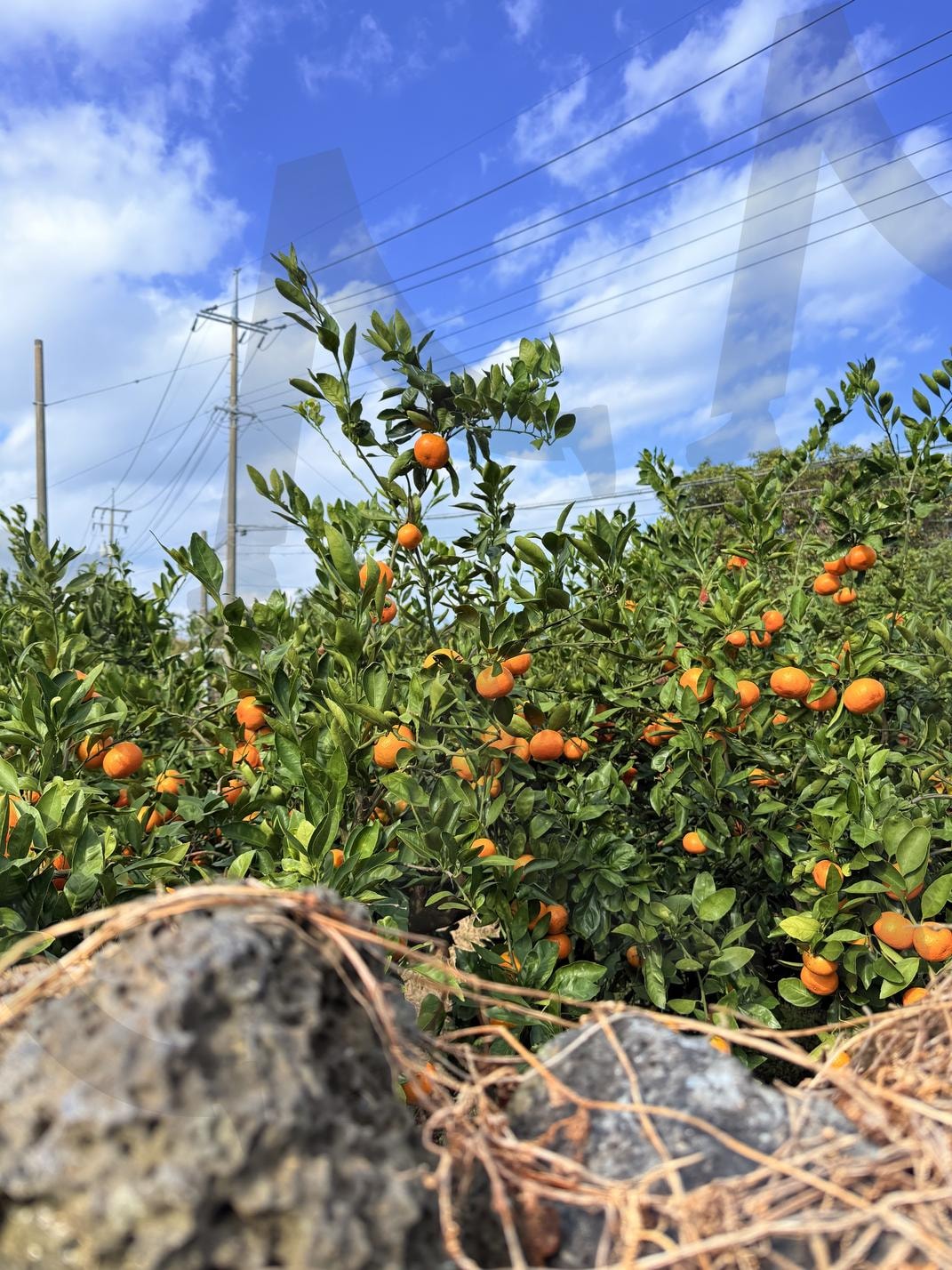 온평리 마을 길2(Onpyeong-ri Village Road) | 제주, 온평리, 마을, 풍경, 평온 | 스탠바이 STANDBUY 디지털 콘텐츠