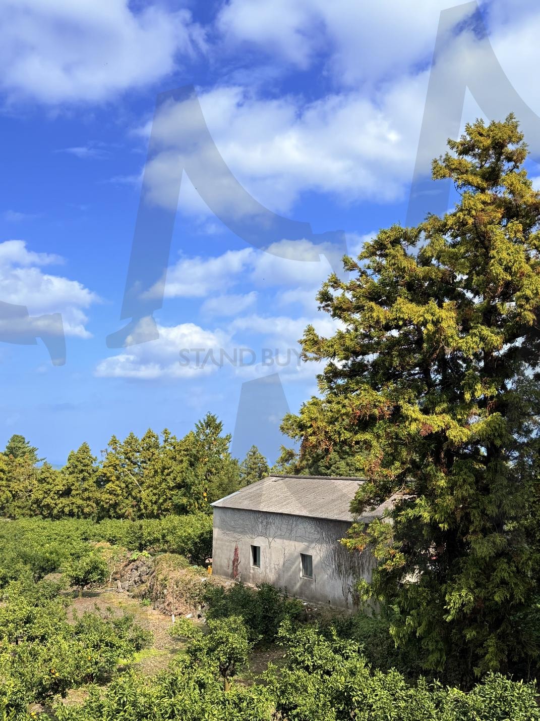 제주 와산리1(Jeju Wasan-ri) | 제주, 풍경, 나무, 집, 숲 | 스탠바이 STANDBUY 디지털 콘텐츠