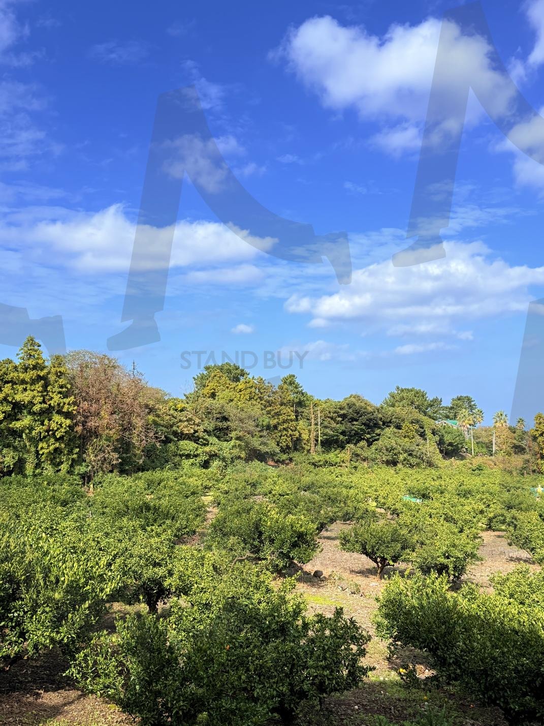 제주 와산리2(Jeju Wasan-ri) | 제주, 와산리, 숲, 구름, 생각 | 스탠바이 STANDBUY 디지털 콘텐츠