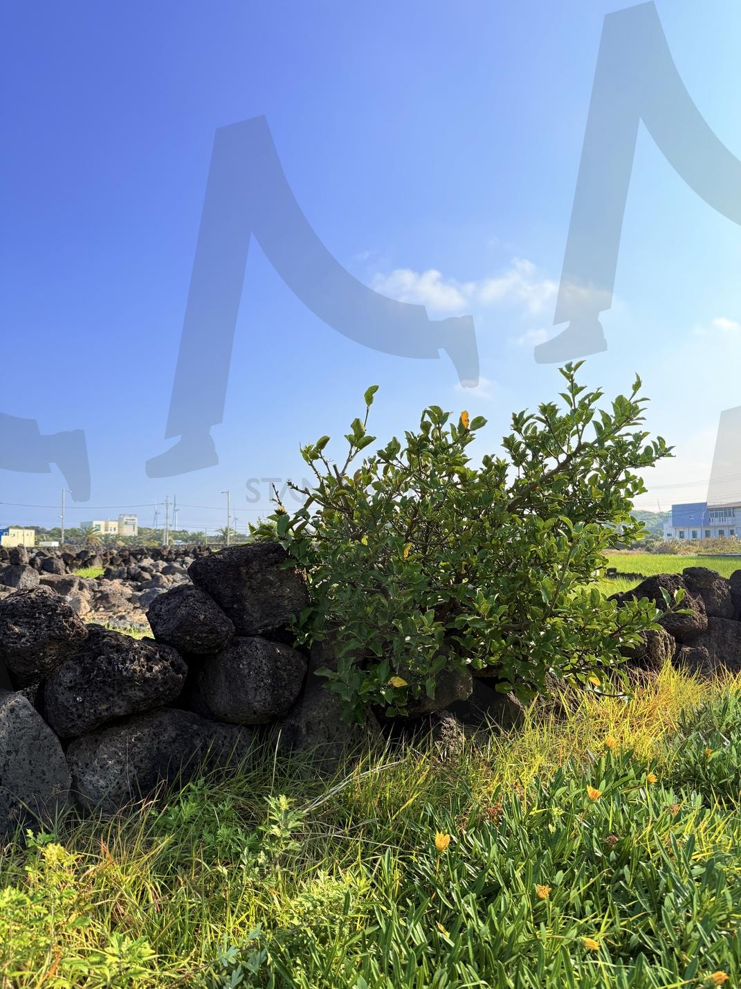 제주의 아침 인사(Morning greetings in Jeju) | 제주, 여행, 아침, 풍경, 평안 | 스탠바이 STANDBUY 디지털 콘텐츠