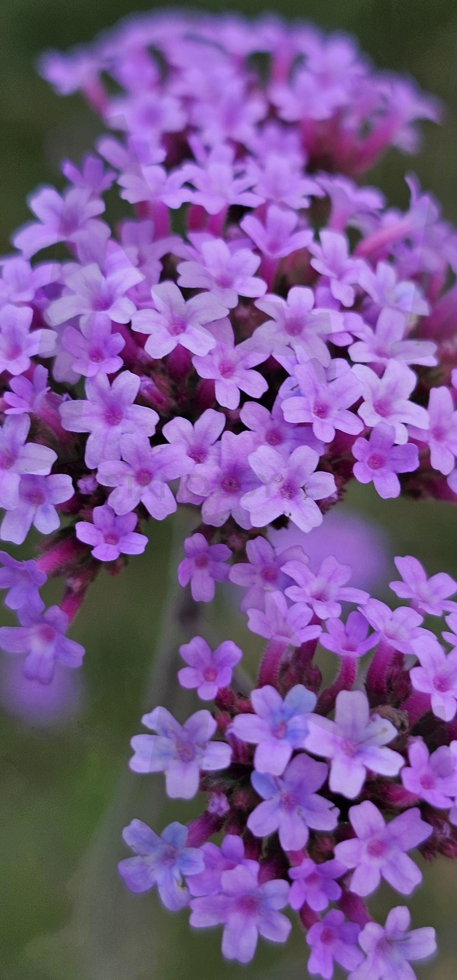 Verbena | Verbena, 곤지암, 버베나, 꽃, 곤지암리조트 | 스탠바이 STANDBUY 디지털 콘텐츠