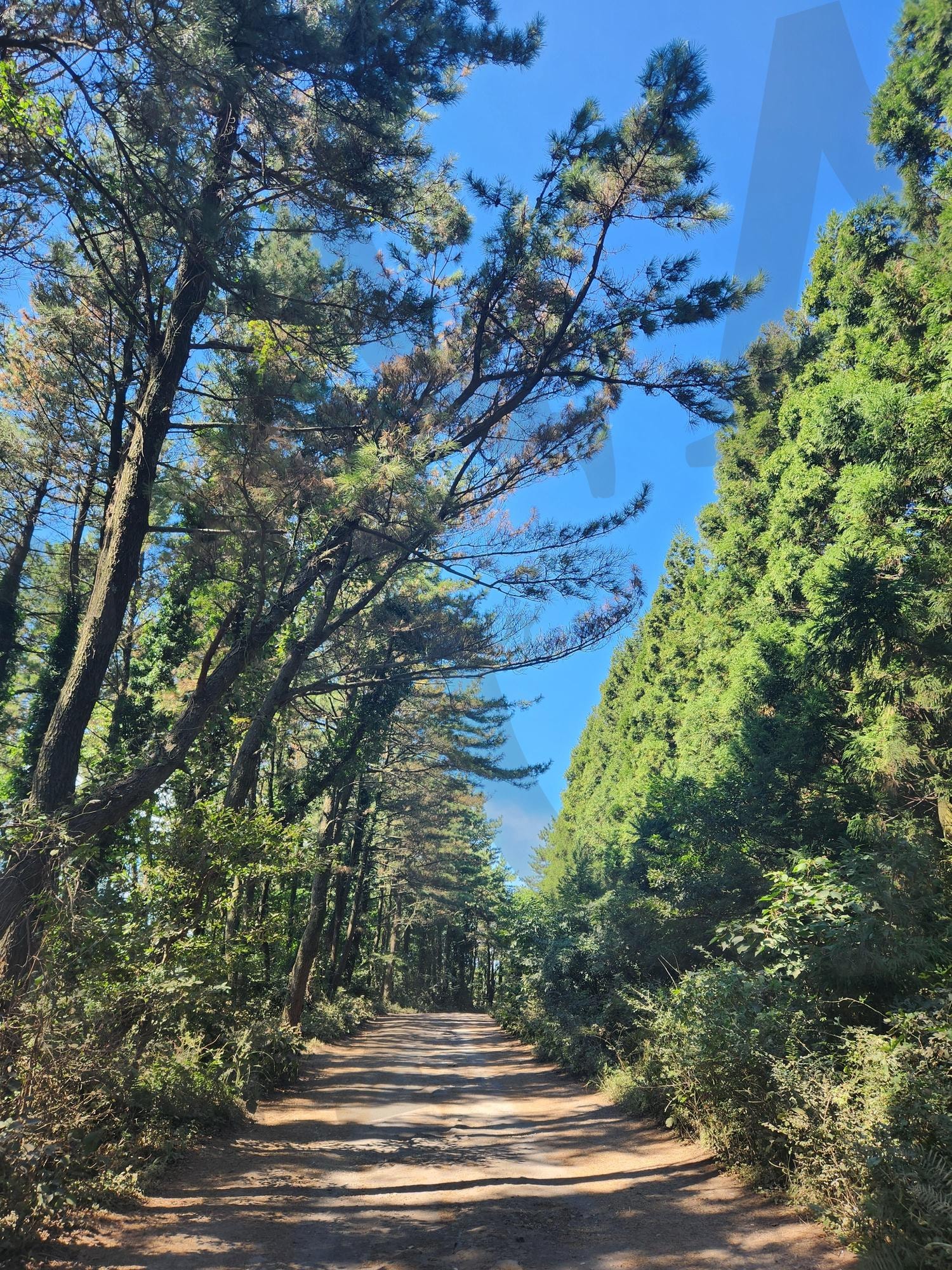 날씨도 바람도 완벽한 어느 날 숲길에서 | 숲, 숲길, 힐링, 날씨, 파란하늘, 초록초록, 한적, 평온, 나무 | 스탠바이 STANDBUY 디지털 콘텐츠