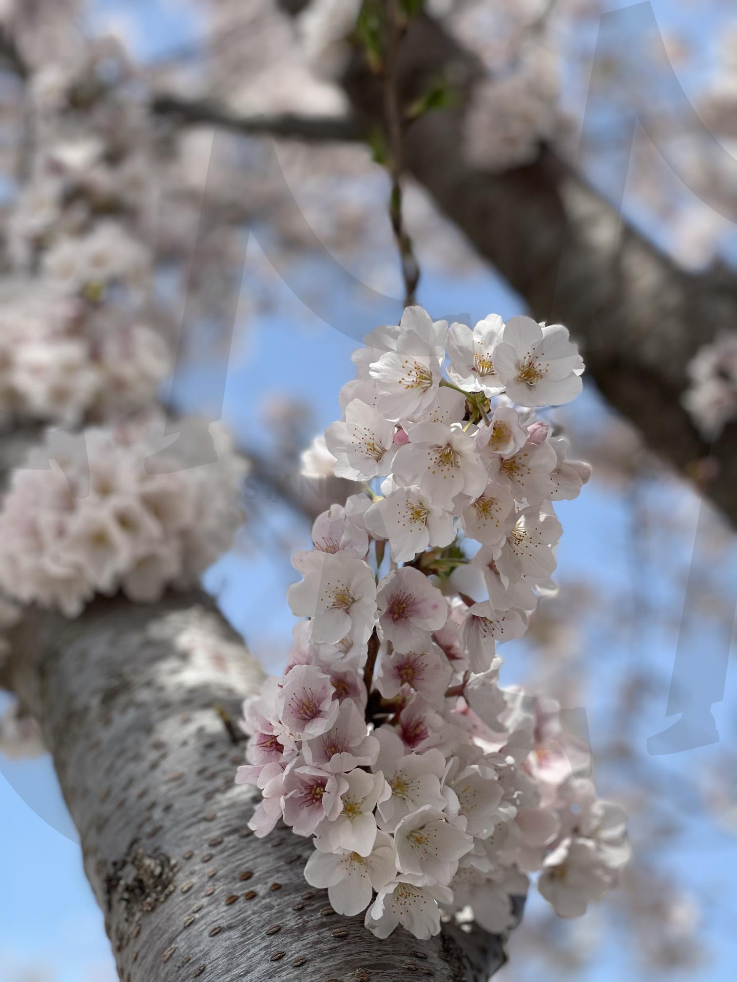 벚꽃 Cherry blossom | cherry blossom, korea, Flower, 꽃, 벚꽃 | 스탠바이 STANDBUY 디지털 콘텐츠