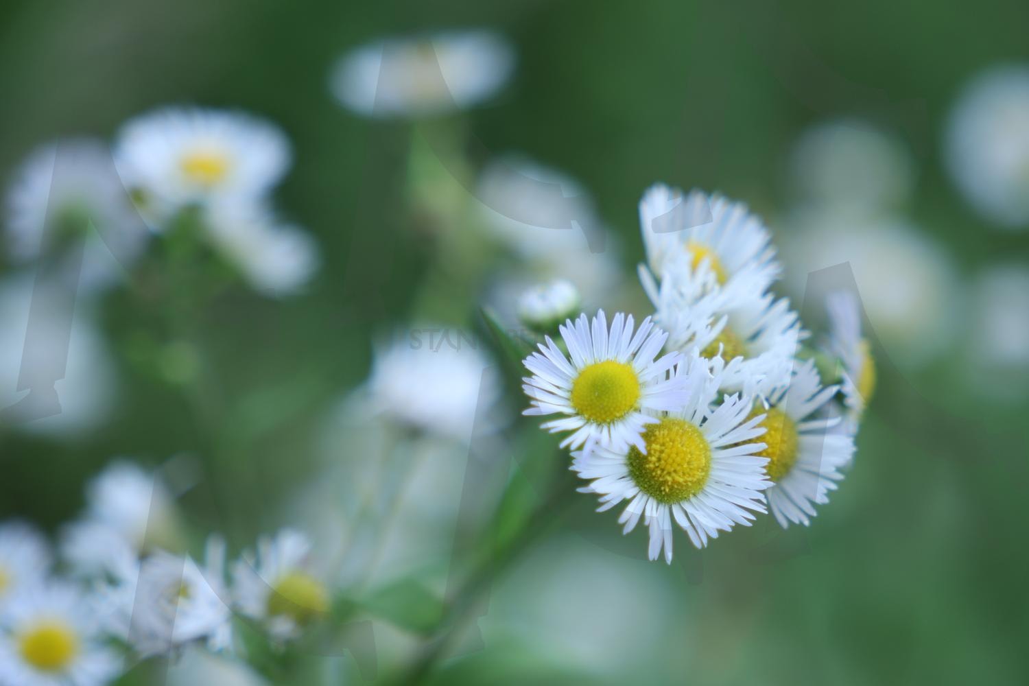 개망초 꽃 | 꽃, 자연, 개망초, 흰꽃, 노란꽃 | 스탠바이 STANDBUY 디지털 콘텐츠