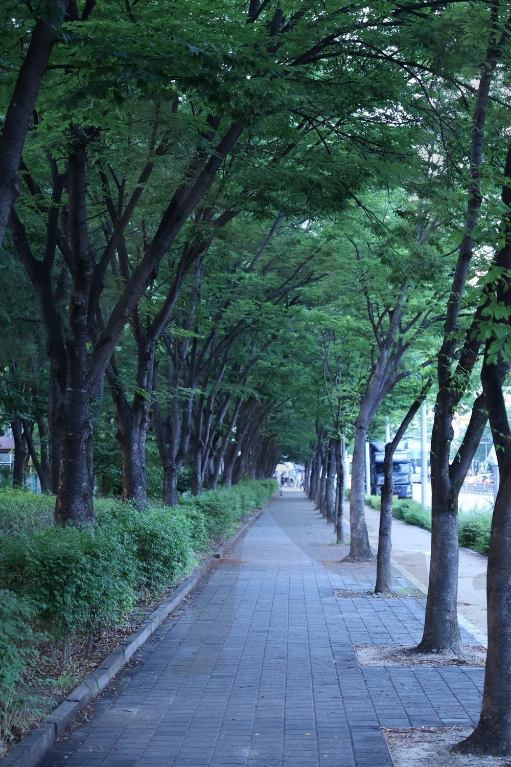 산책로 | 산책로, 산책, 나무, 조용한, 시원한 | 스탠바이 STANDBUY 디지털 콘텐츠