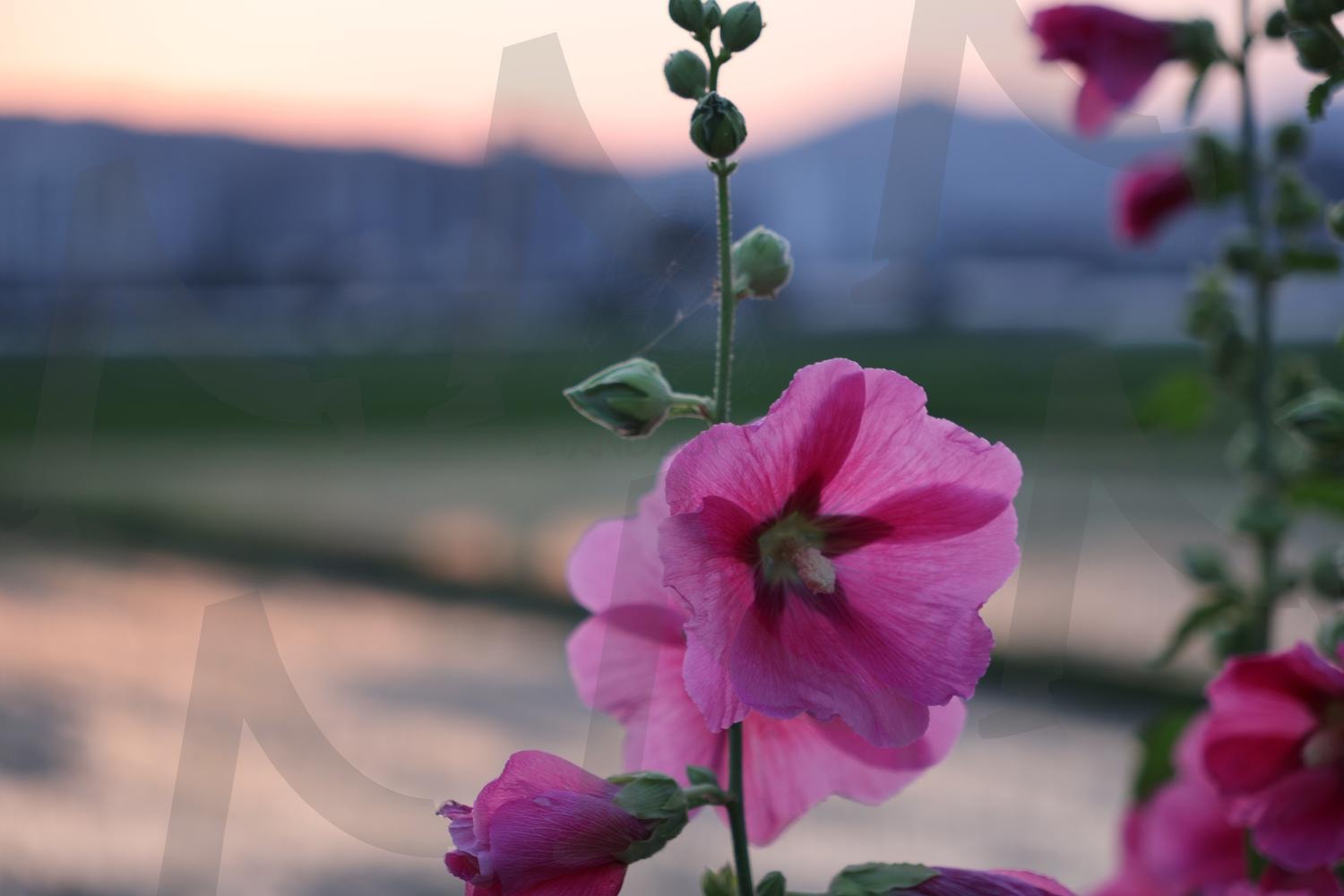 접시꽃 | 접시꽃, 분홍꽃, 촉규화, 꽃, 자연 | 스탠바이 STANDBUY 디지털 콘텐츠