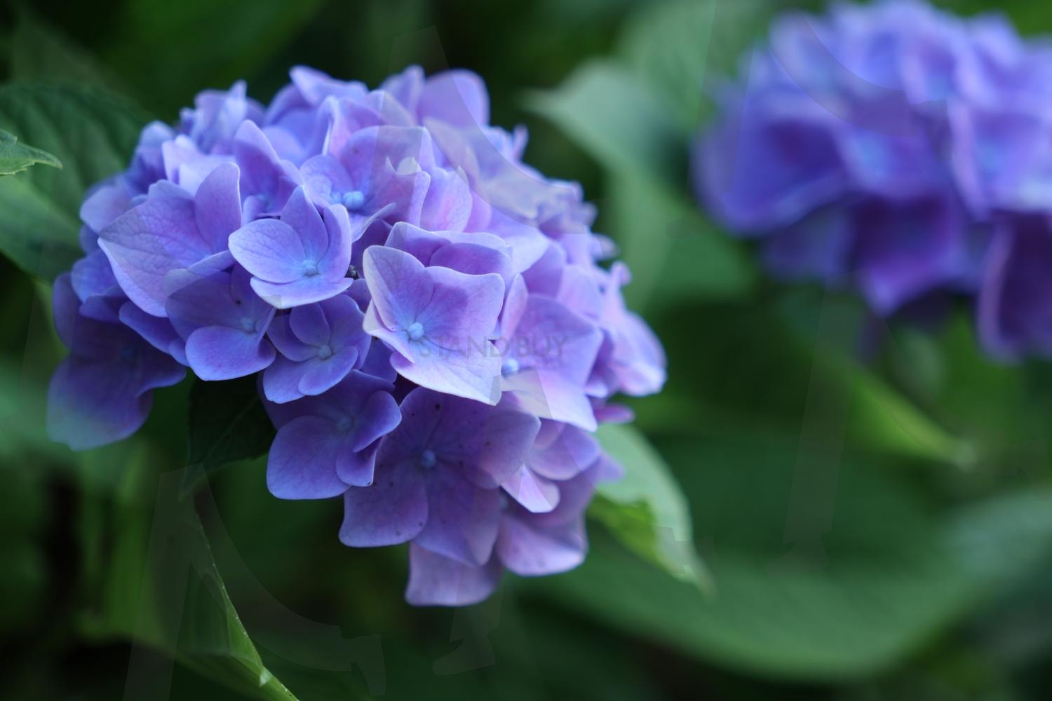 수국 | 수국, 화단에수국, 보라색수국, 꽃, 보라색꽃 | 스탠바이 STANDBUY 디지털 콘텐츠
