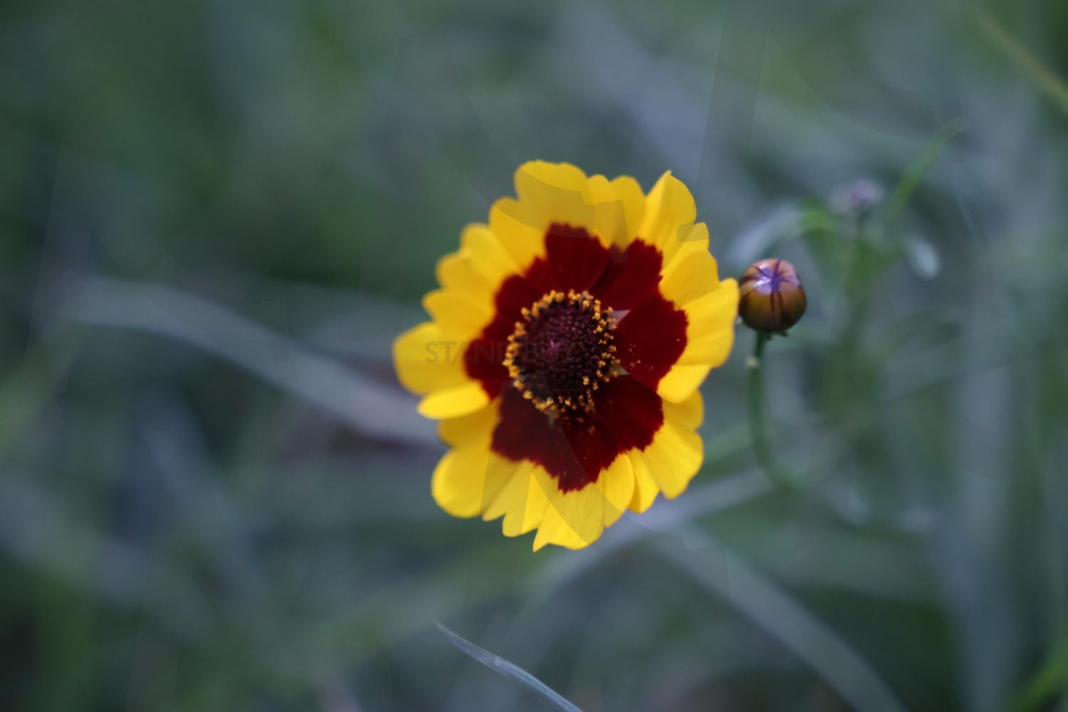 기생초 꽃 | 기생초, 꽃, 노란꽃, 화단, 쌍떡잎식물, 국화과, 꽃봉오리, 꽃봉우리, 꽃망울 | 스탠바이 STANDBUY 디지털 콘텐츠