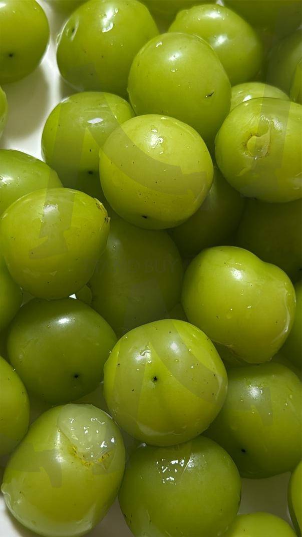 샤인머스켓 | 샤인머스켓, 한국, 한국과일, 포도, 청포도, 달콤, 과일 | 스탠바이 STANDBUY 디지털 콘텐츠