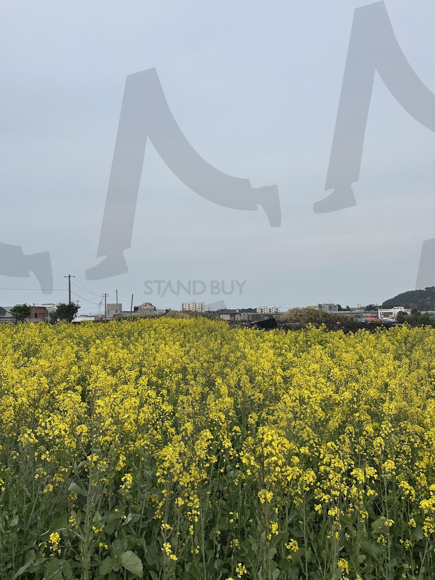 제주도 유채꽃 | 제주도, 제주유채꽃, 유채꽃, 꽃, 여행 | 스탠바이 STANDBUY 디지털 콘텐츠