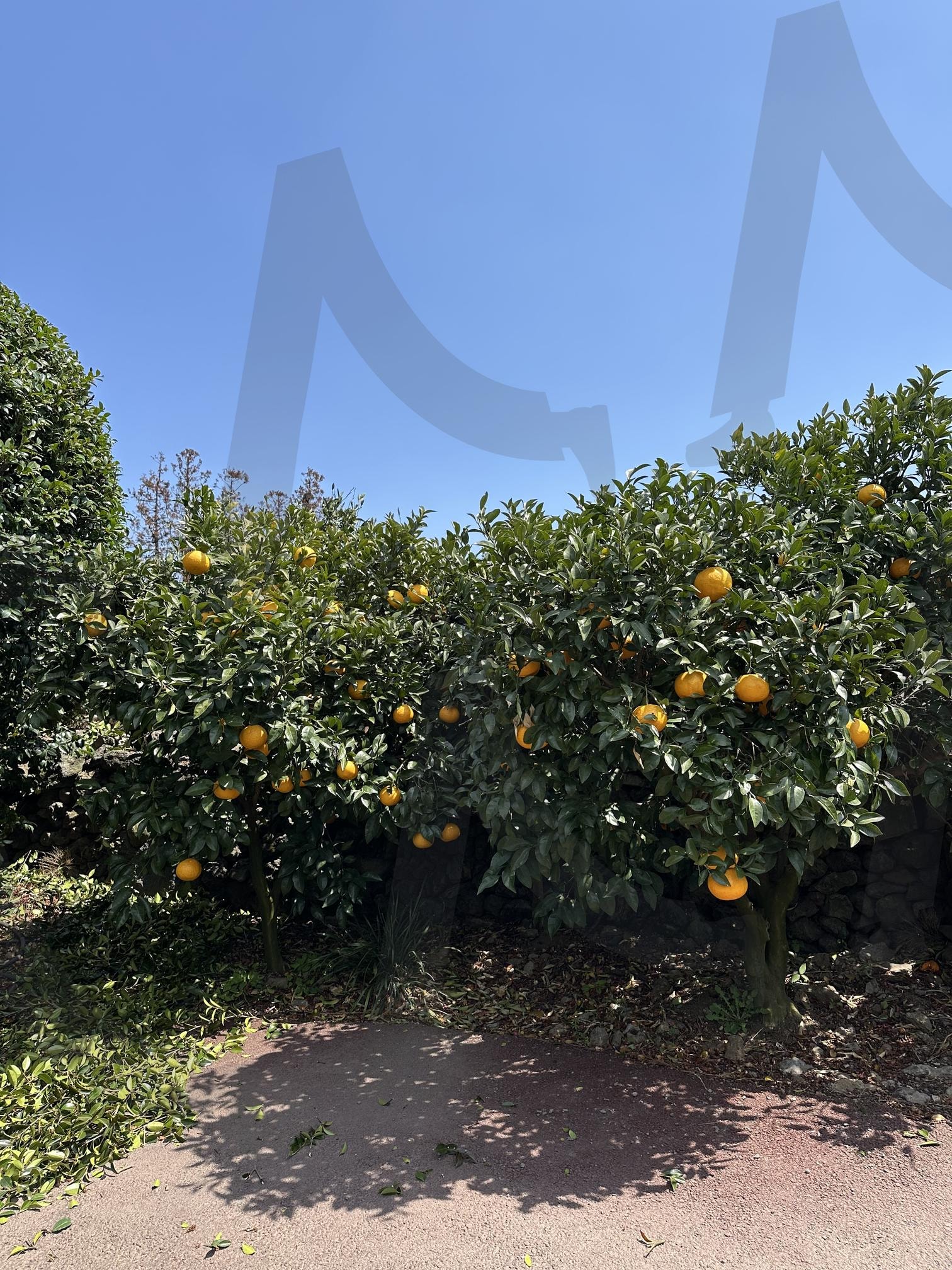 제주도 귤밭 | 제주도, 귤밭, 귤, 제주귤, 제주도귤 | 스탠바이 STANDBUY 디지털 콘텐츠