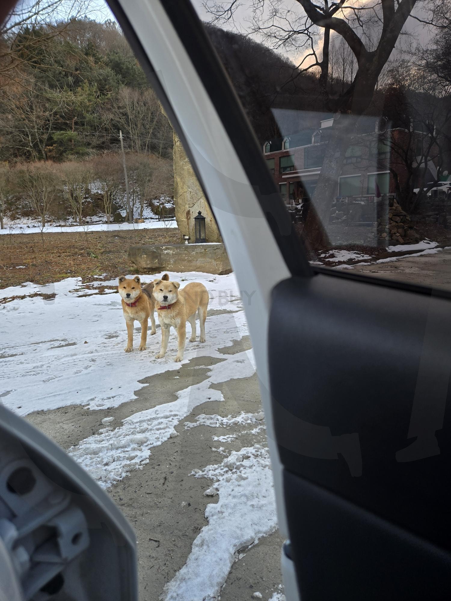 출장중 사랑스러운 부부개 | 개, 부부개, 진돗개, 시골, 화목 | 스탠바이 STANDBUY 디지털 콘텐츠