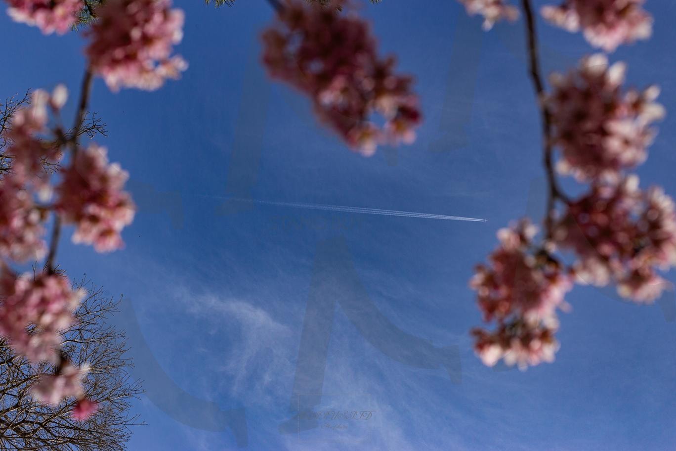 하늘 위로 스치는 봄의 비행 | 빈티지사진, #하늘사진, #봄날기록, #비행기사진, #감성사진, #필름느낌, #꽃과하늘, #스쳐가는풍경, #따뜻한기억, #추억한조각 | 스탠바이 STANDBUY 디지털 콘텐츠