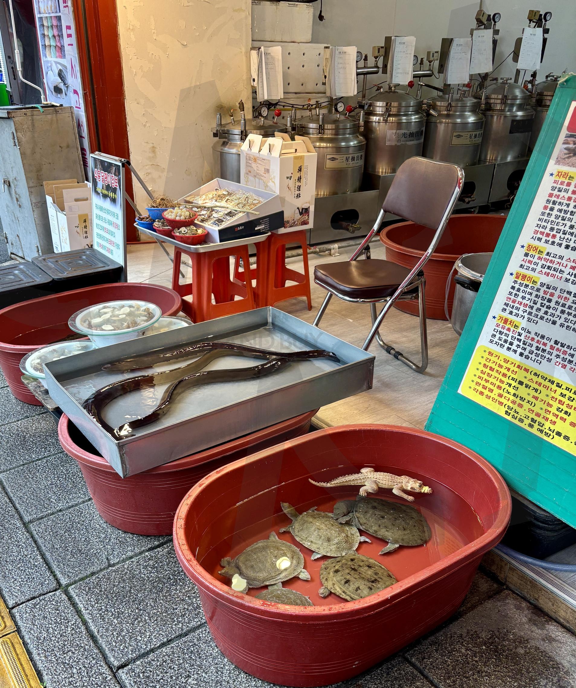 보양의 세계, 한약방 앞 생명력 | 보양식재료 (滋补食材 / Medicinal food ingredients), 한약방풍경 (韩药房风景 / Korean herbal shop scene), 자라요리 (甲鱼料理 / Soft-shelled turtle cuisine), 장어요리 (鳗鱼料理 / Eel cuisine), 전갈요리 (蝎子料理 / Scorpion cuisine), 서울한방시장 (首尔韩方市场 / Seoul herbal market), 생물직송 (活体配送 / Live ingredient supply), 전통보신 (传统补身 / Traditional nourishment) | 스탠바이 STANDBUY 디지털 콘텐츠