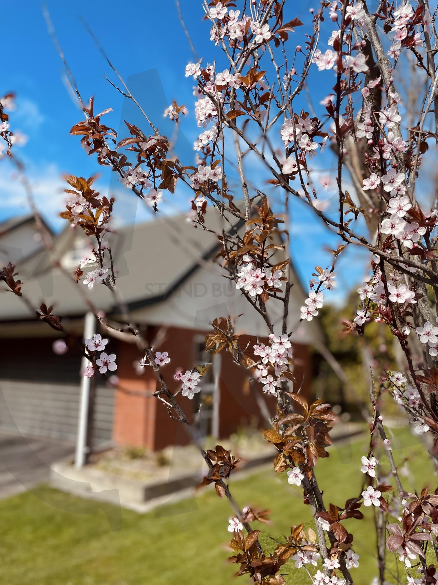 남반구의 봄, 뉴질랜드 벚꽃 | 뉴질랜드, 벚꽃, 봄, 남반구, 꽃사진, 풍경사진, 블루스카이, 분홍꽃, 자연, 정원, 계절, 청명한하늘, 해외풍경, 봄꽃, 힐링사진, peaceful, cherryblossom, newzealand | 스탠바이 STANDBUY 디지털 콘텐츠