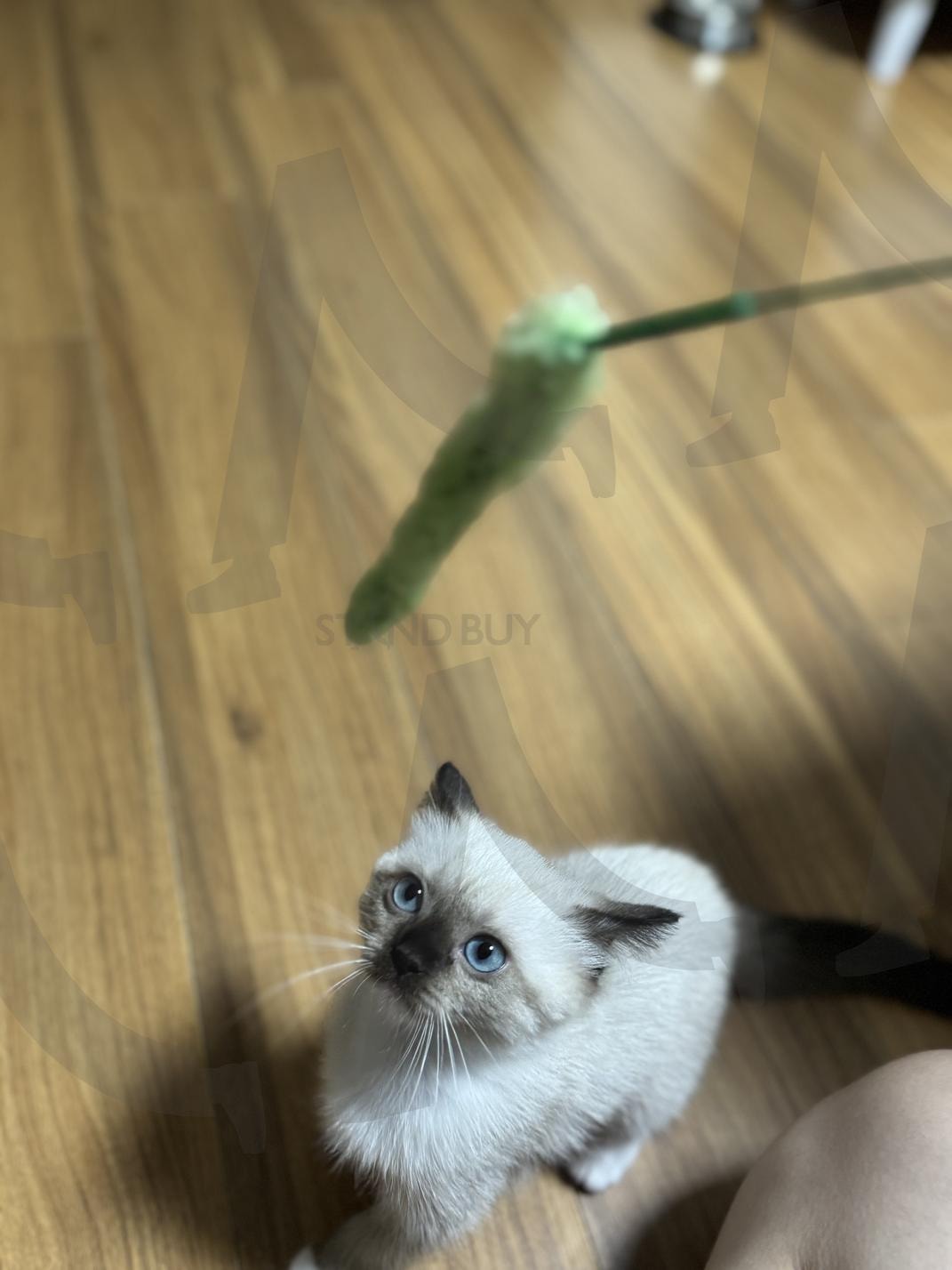 놀고있는 아기고양이(baby cat) | 장난감, 아기고양이, 귀여운, toys, kittens, cute ones | 스탠바이 STANDBUY 디지털 콘텐츠