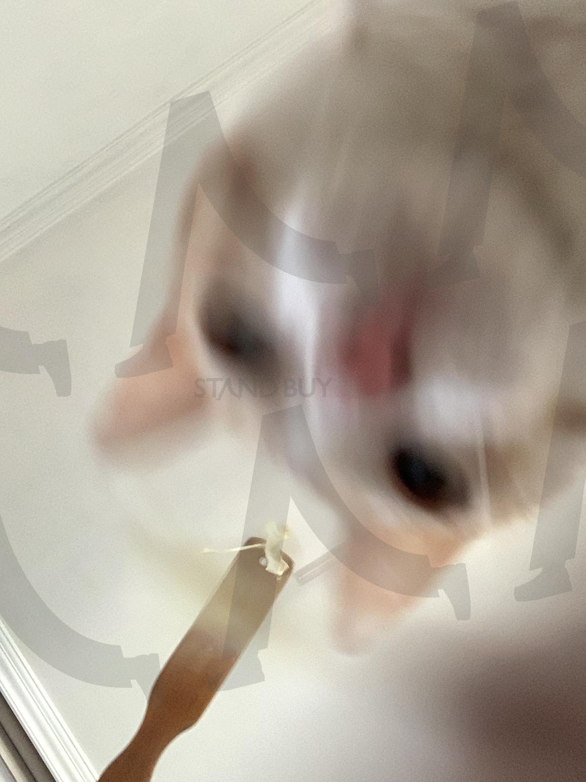 귀여운 냥냥이 cute cat | 고양이, cat, cute, 고양이사진, 반려동물 | 스탠바이 STANDBUY 디지털 콘텐츠