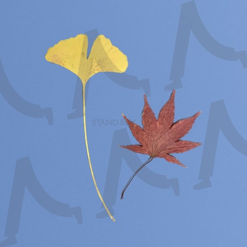 Ginkgo leaves, maple leaves | ginkgo leaves, maple leaves, 은행잎, 단풍잎, 나무, 나뭇잎 | 스탠바이 STANDBUY 디지털 콘텐츠