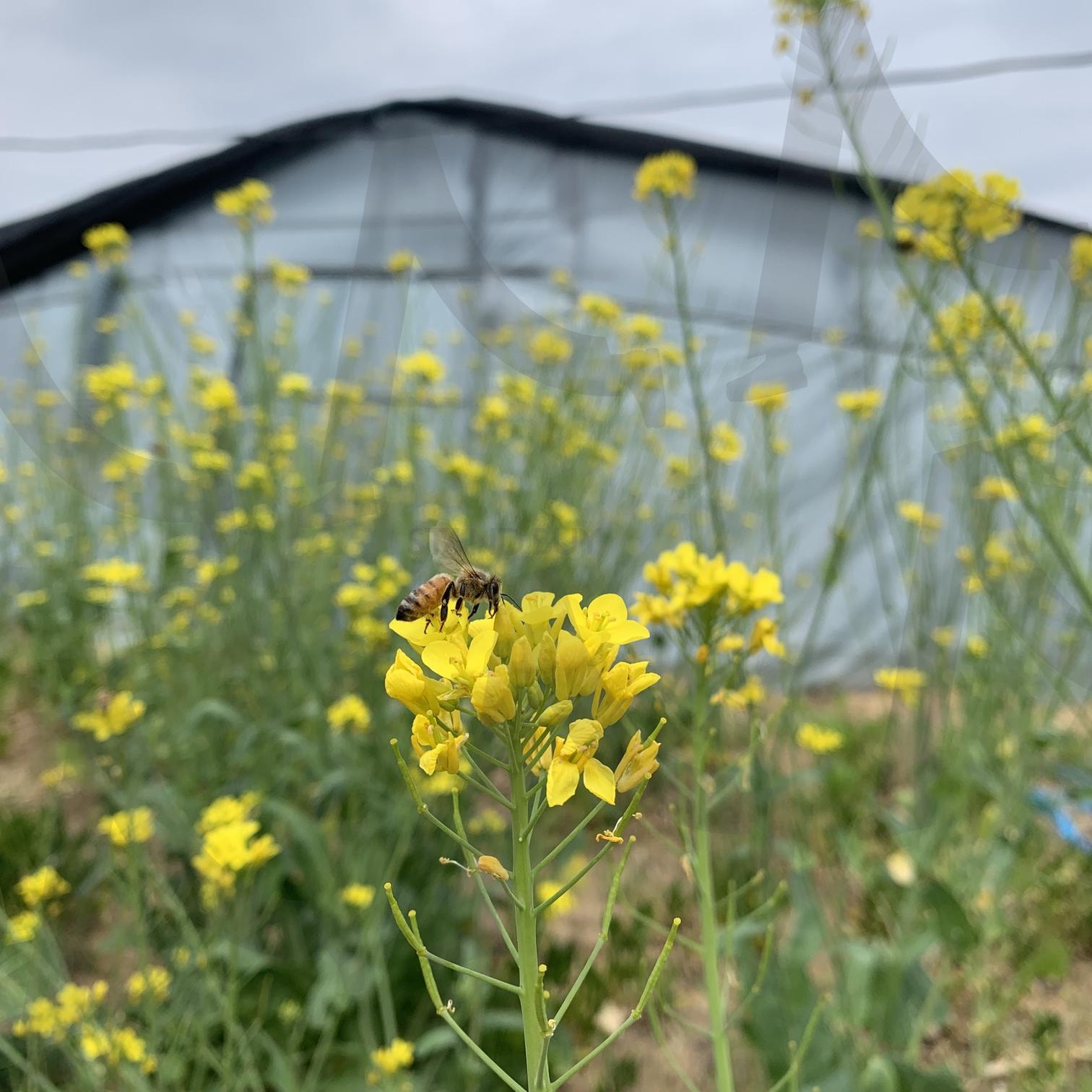 꿀 먹는 벌꿀 | 벌꿀, 꿀벌, 봄, 유채꽃, 꽃과벌 | 스탠바이 STANDBUY 디지털 콘텐츠