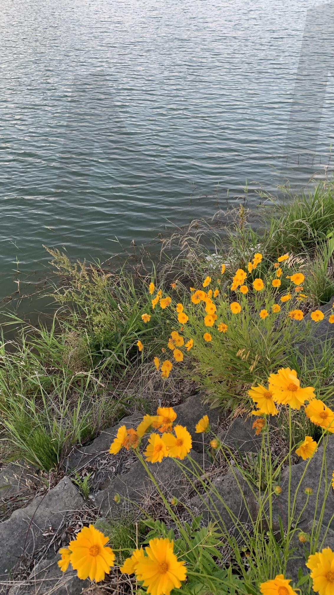 코스모스, cosmos | cosmos, follow, Flower, 꽃, 코스모스, 좋아요, 팔로우 | 스탠바이 STANDBUY 디지털 콘텐츠