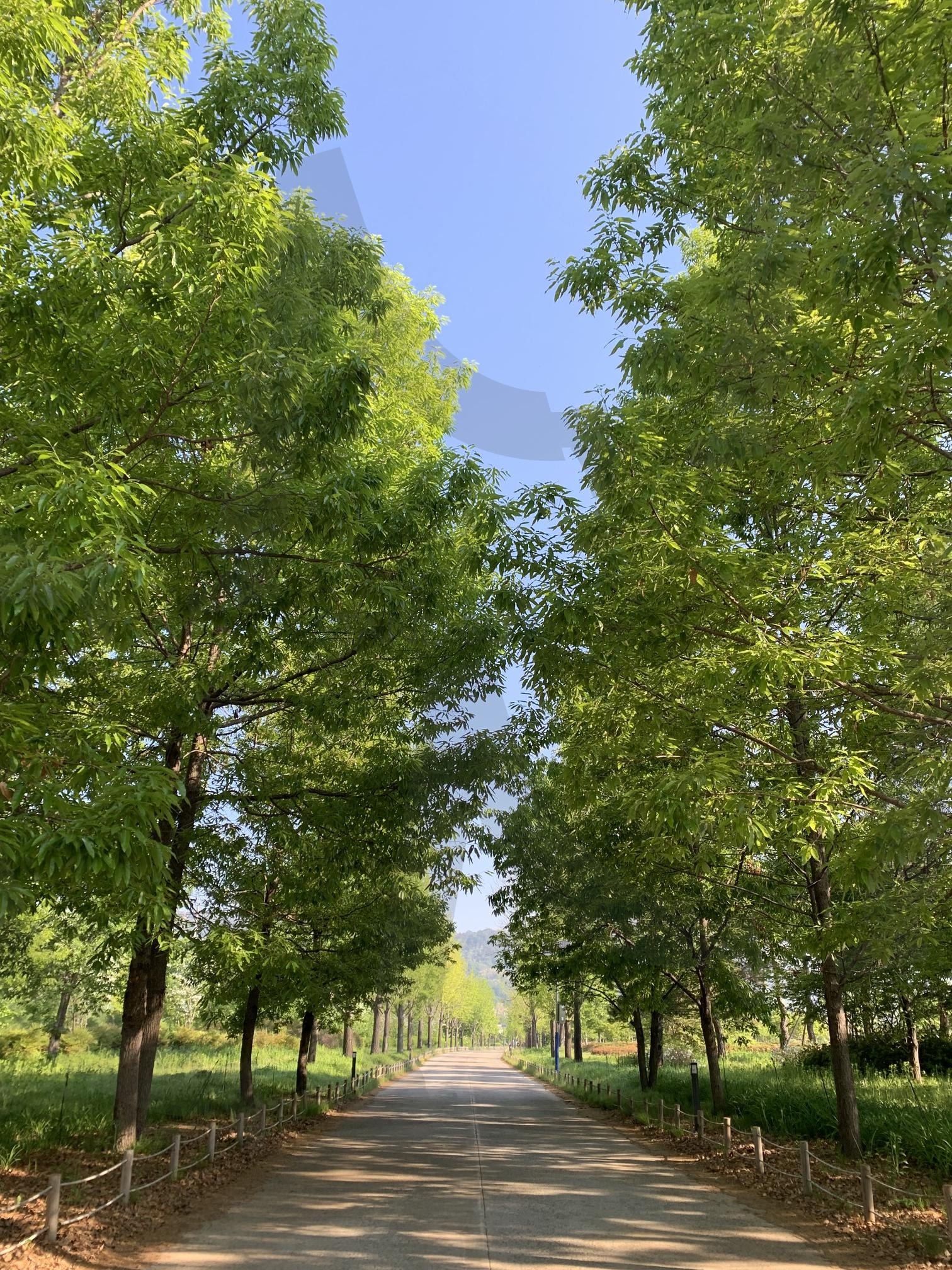 korean tree forest | Korean, tree, 나무, 풍경사진, 배경화면, 잠금화면 | 스탠바이 STANDBUY 디지털 콘텐츠