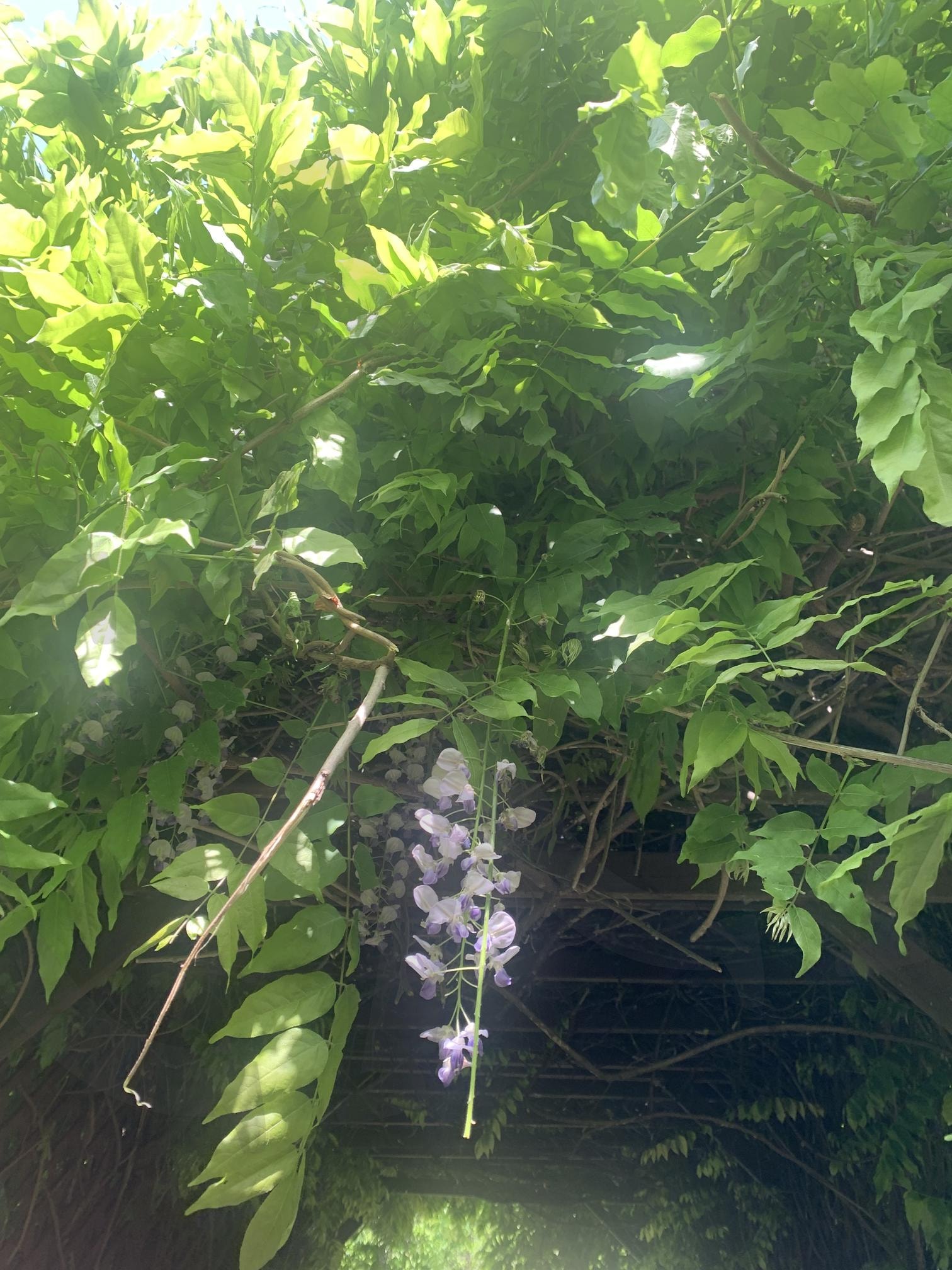 Wisteria, 등나무 | wisteria, 등나무, 나무, 풍경사진, 배경화면 | 스탠바이 STANDBUY 디지털 콘텐츠