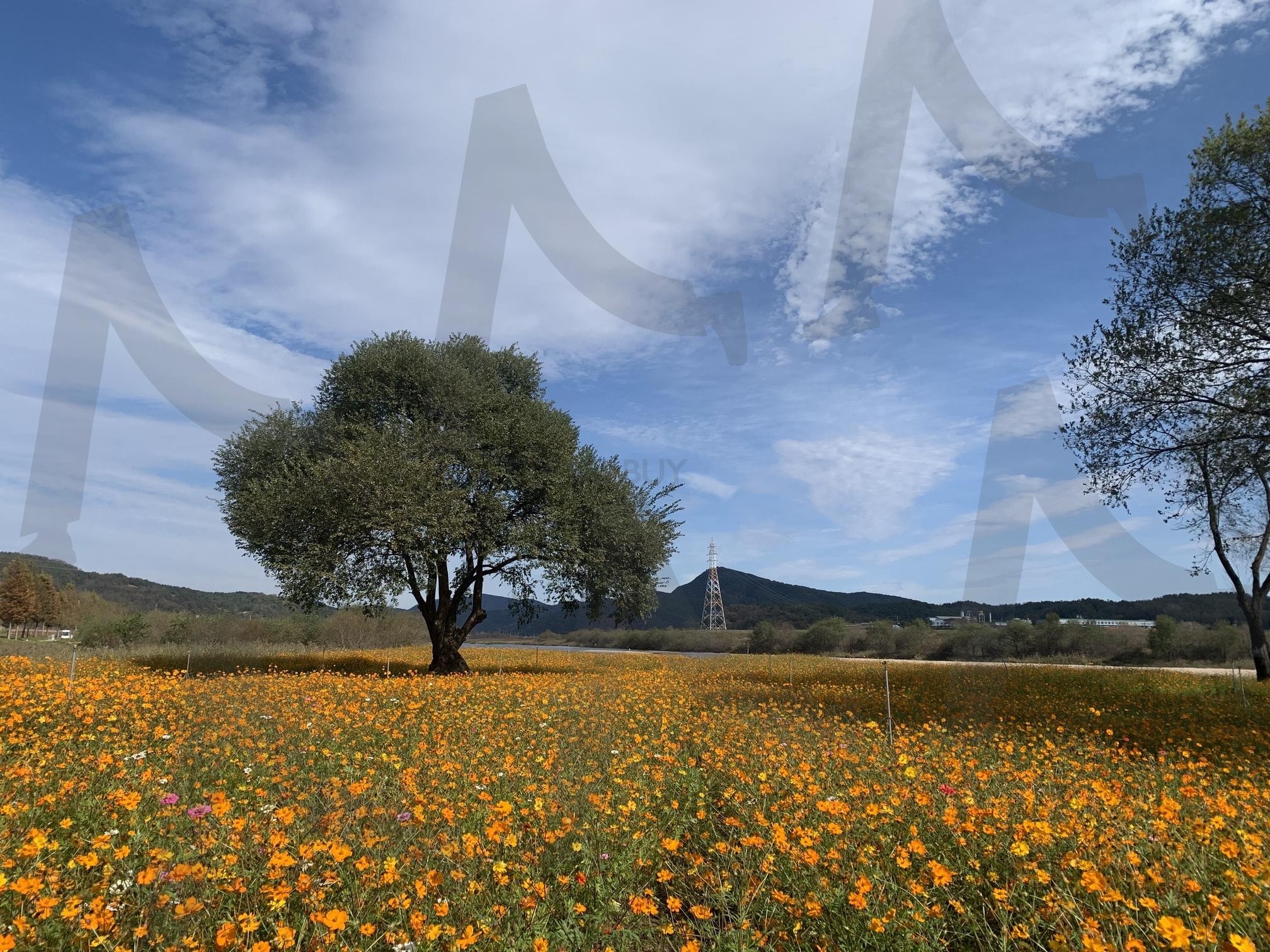 Korean landscape | korea, 황화코스모스, 합천, 명소, 풍경사진 | 스탠바이 STANDBUY 디지털 콘텐츠