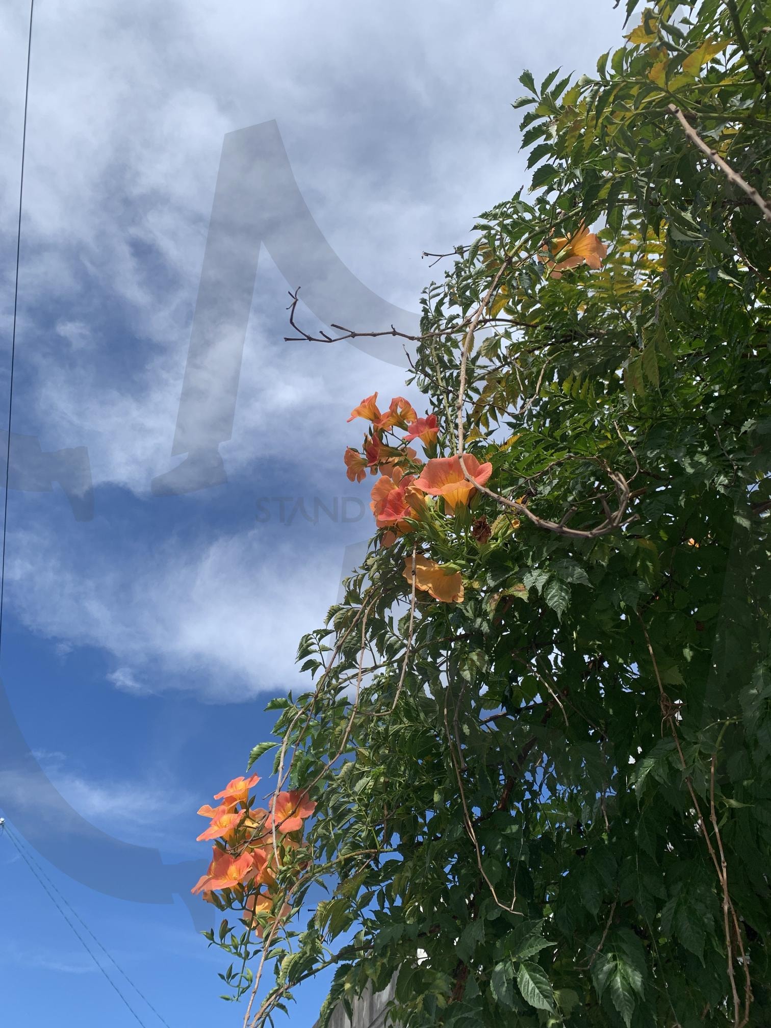 능소화, Campsis grandiflora | Campsis grandiflora, 능소화, 사진, 팔로우, 꽃 | 스탠바이 STANDBUY 디지털 콘텐츠