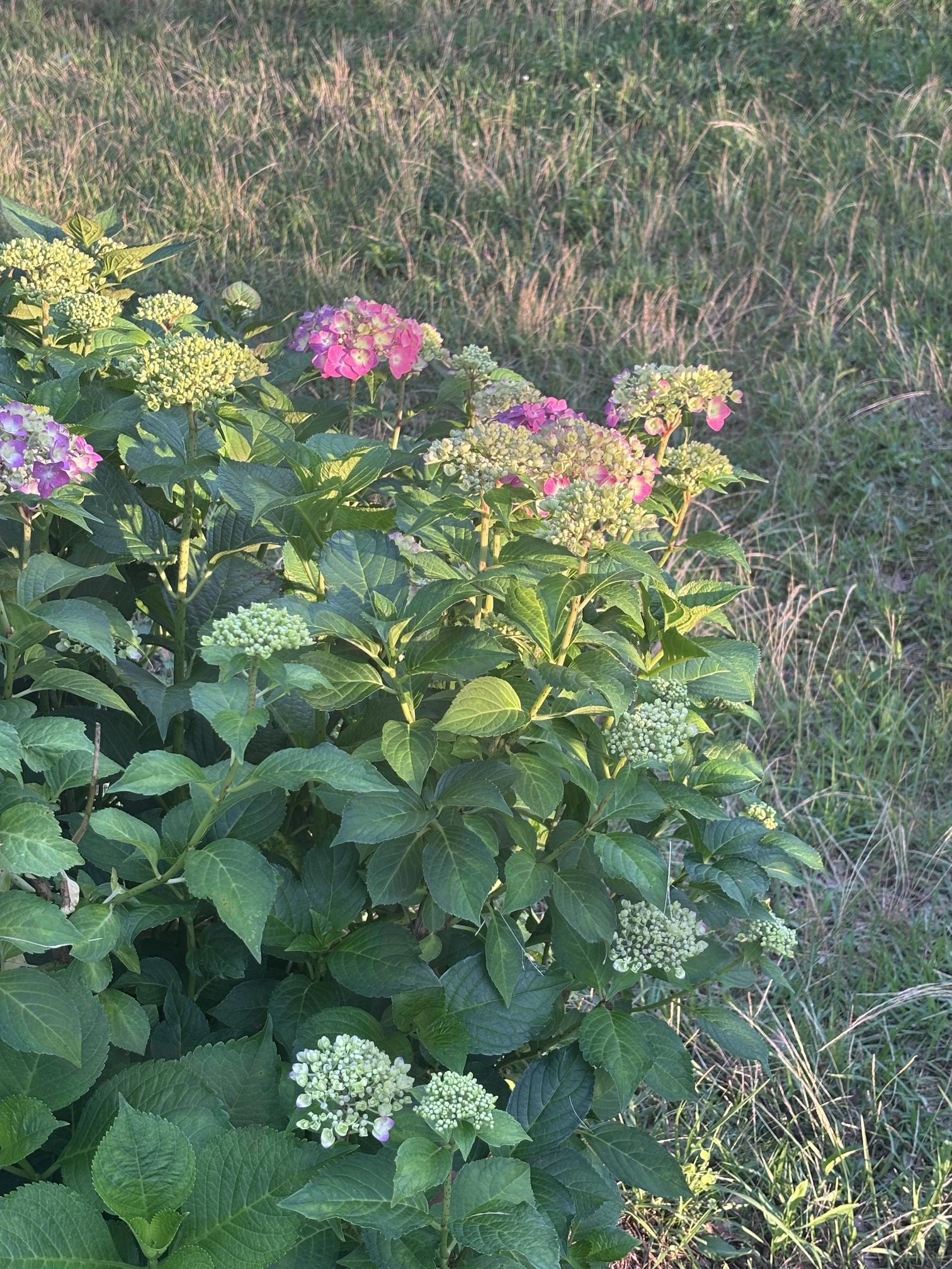 꽃 | 꽃, Flower, korea, 꽃사진, 예쁜 | 스탠바이 STANDBUY 디지털 콘텐츠