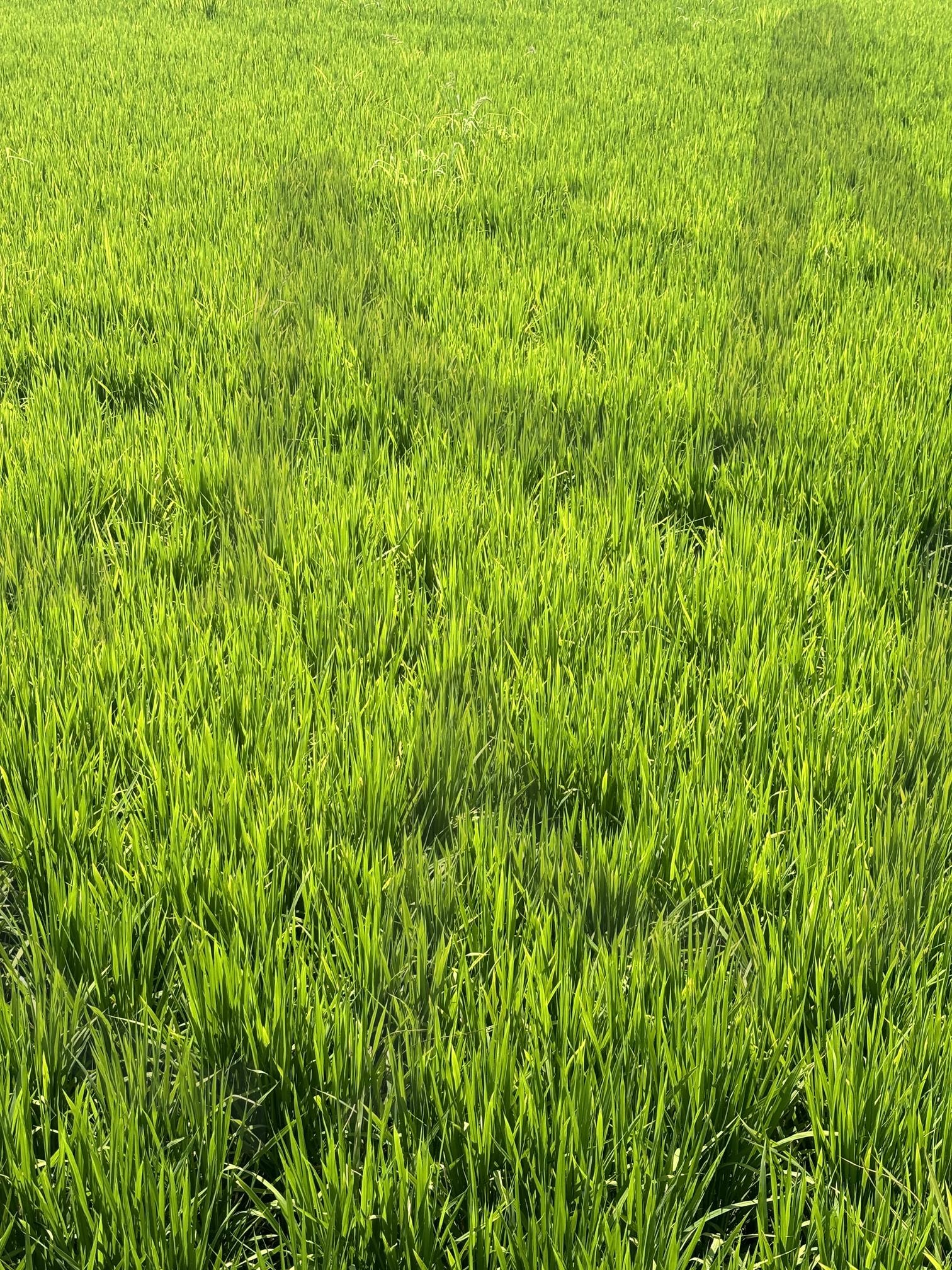 free photos | free, photos, 식물, 풍경사진, korea | 스탠바이 STANDBUY 디지털 콘텐츠