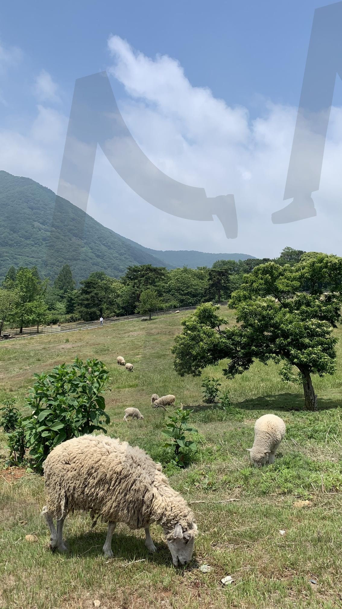 Mudeungsan Sheep Ranch, Republic of Korea | Mudeungsan Sheep Ranch, Republic of Korea, 무등산양떼목장, 양떼목장, 한국, korea | 스탠바이 STANDBUY 디지털 콘텐츠