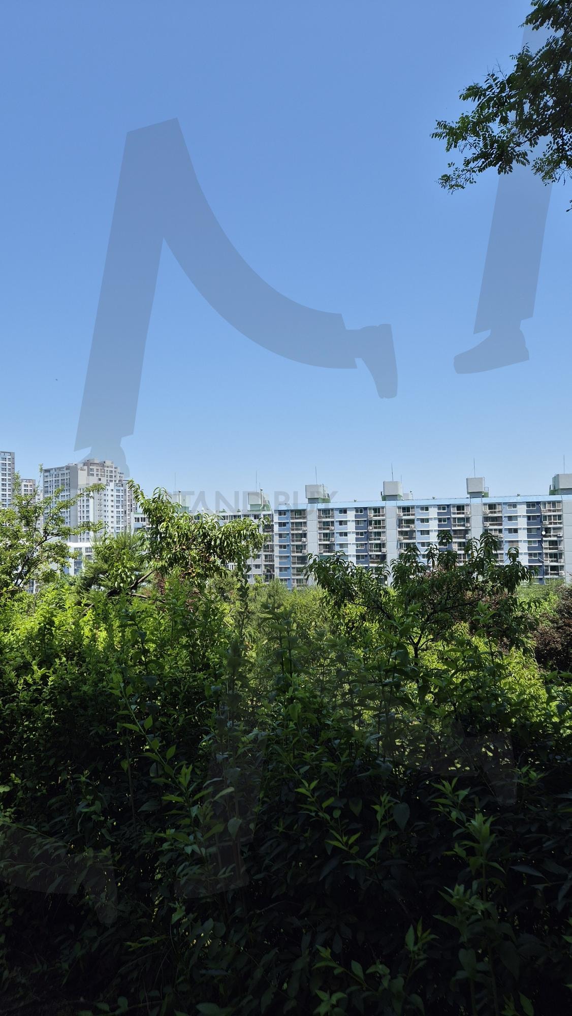 "Urban Forest with High-Rise Korean Apartments under a Clear Blue Sky" | 도시와자연, 맑은 하늘, 한국여름, SouthKorea, greenspace, NatureInCity, summerday | 스탠바이 STANDBUY 디지털 콘텐츠