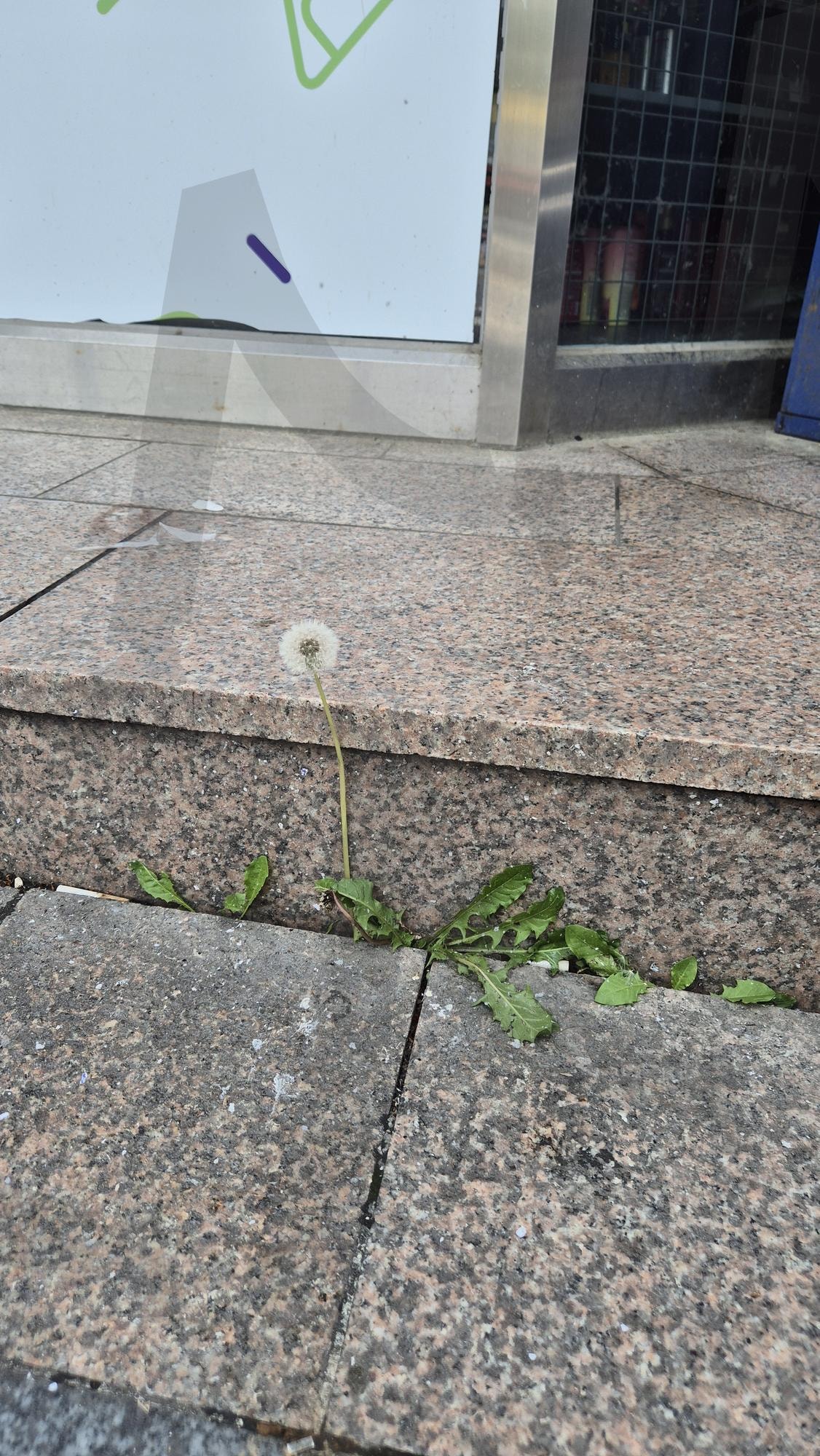 도시의 틈에서 피어난 희망, 한 송이 민들레 (A Single Dandelion: Hope Blooming from the Cracks of the City) | 도시민들레, 도심속꽃, 꽃, 민들레, 생명, StreetNature, BloomInTheCity, UrbanDandelion, dandelion | 스탠바이 STANDBUY 디지털 콘텐츠