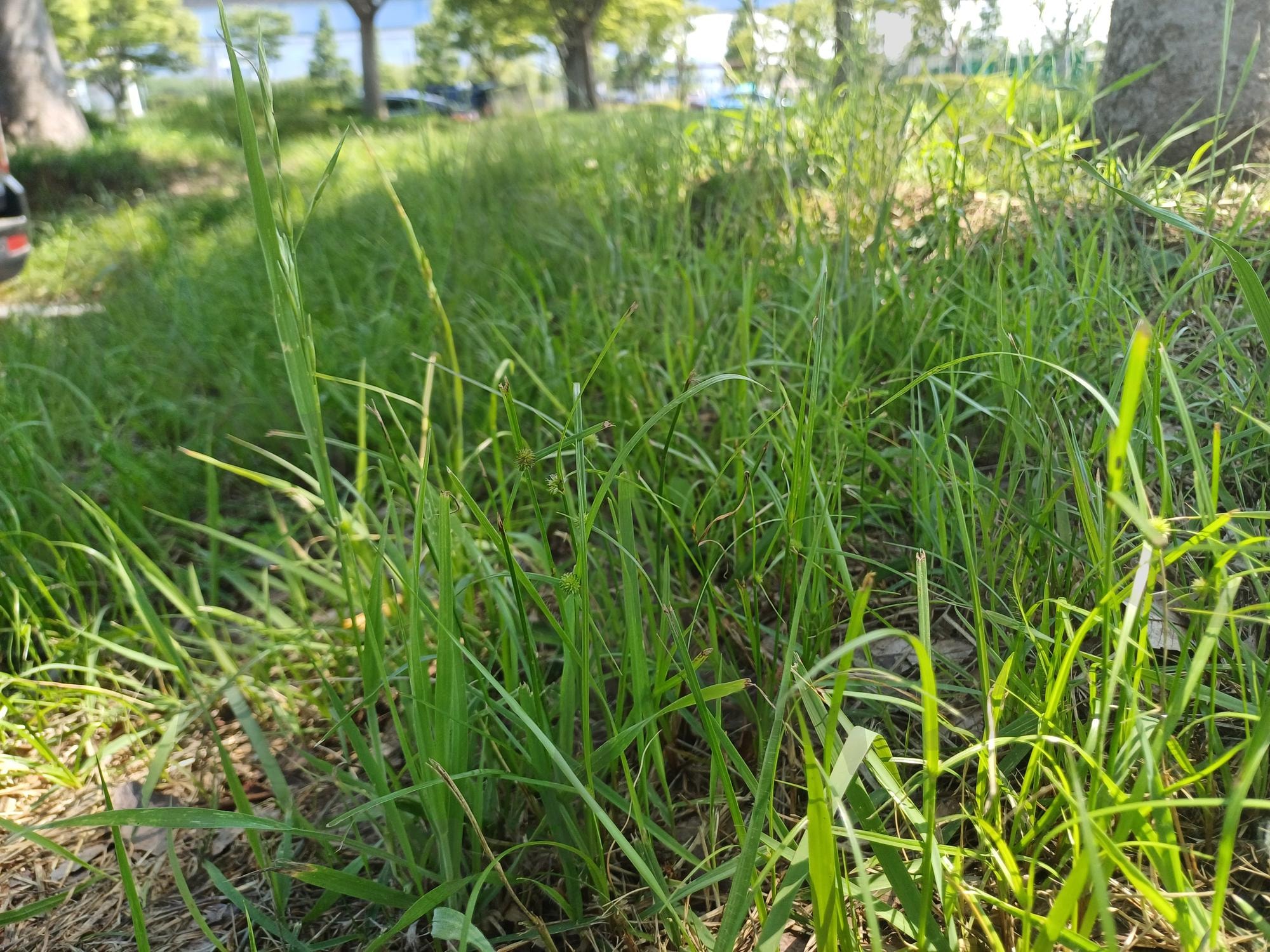 내가 개미가 된다면(If I were to be an ant) | 풀, 공원, 잔디, 여름, grass, park, grass, summer | 스탠바이 STANDBUY 디지털 콘텐츠