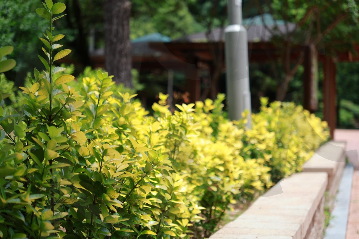 공원에 식물 | 식물, 초록색, 공원, 공원에식물, 초록초록 | 스탠바이 STANDBUY 디지털 콘텐츠