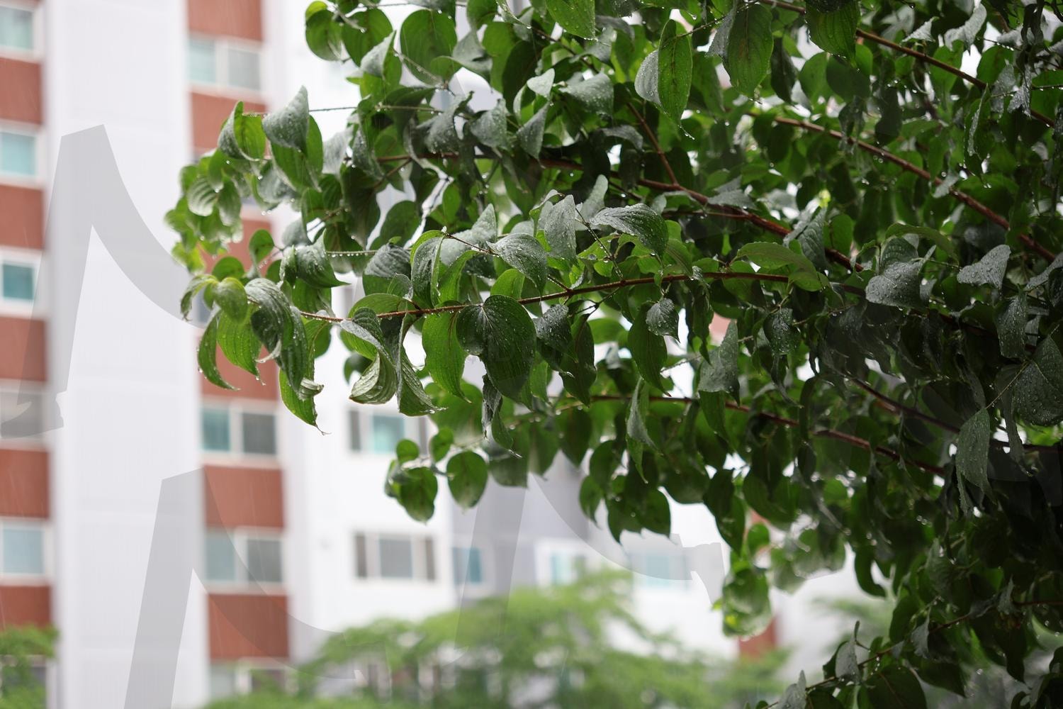 물방울이 맺힌 나뭇잎 | 비오는날, 나뭇잎, 나무, 자연, 물방울, 빗방울 | 스탠바이 STANDBUY 디지털 콘텐츠