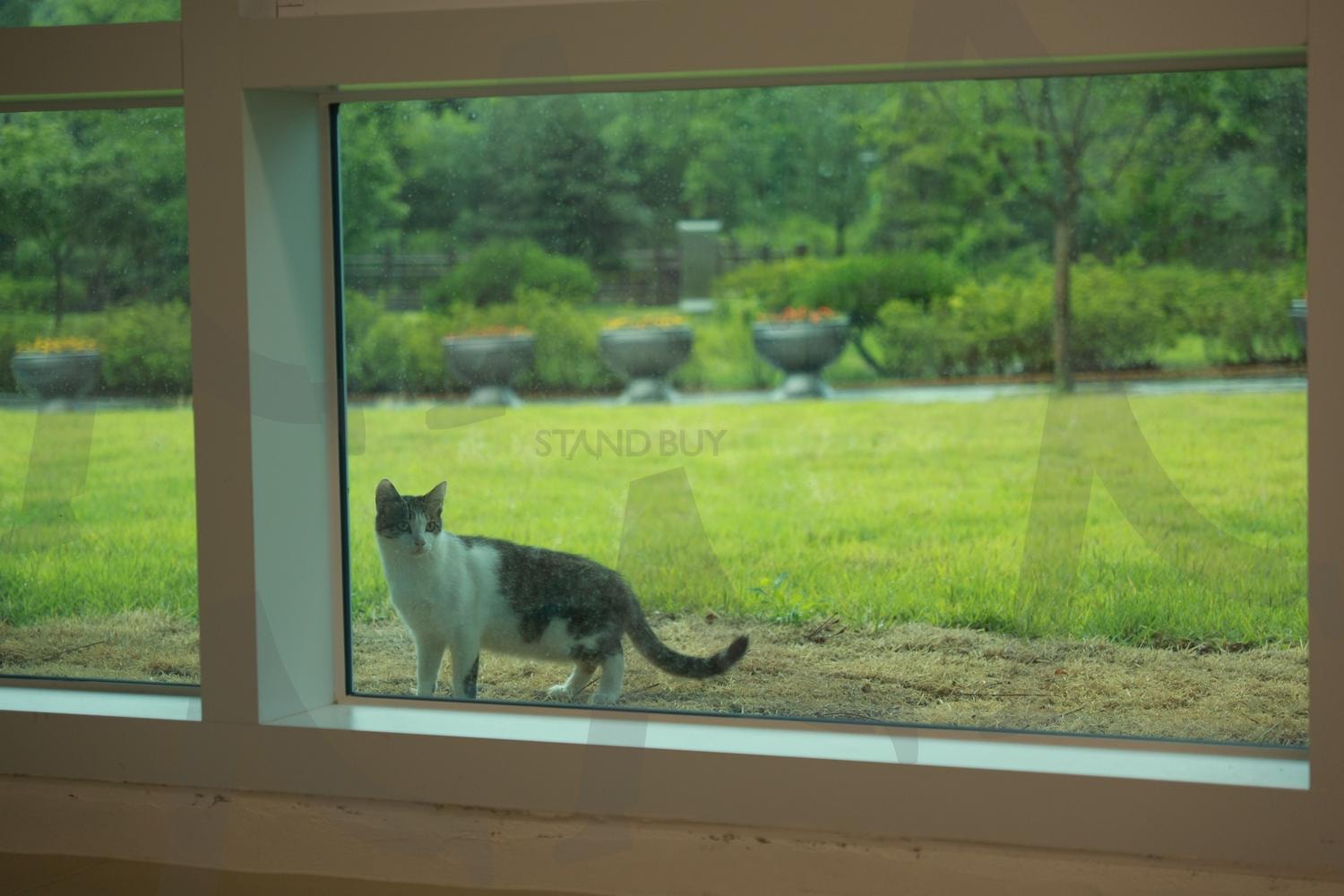 고양이 | 창문, 고양이, 길고양이, 냥이, 냥이일상, 고양이눈빛, 동물 | 스탠바이 STANDBUY 디지털 콘텐츠