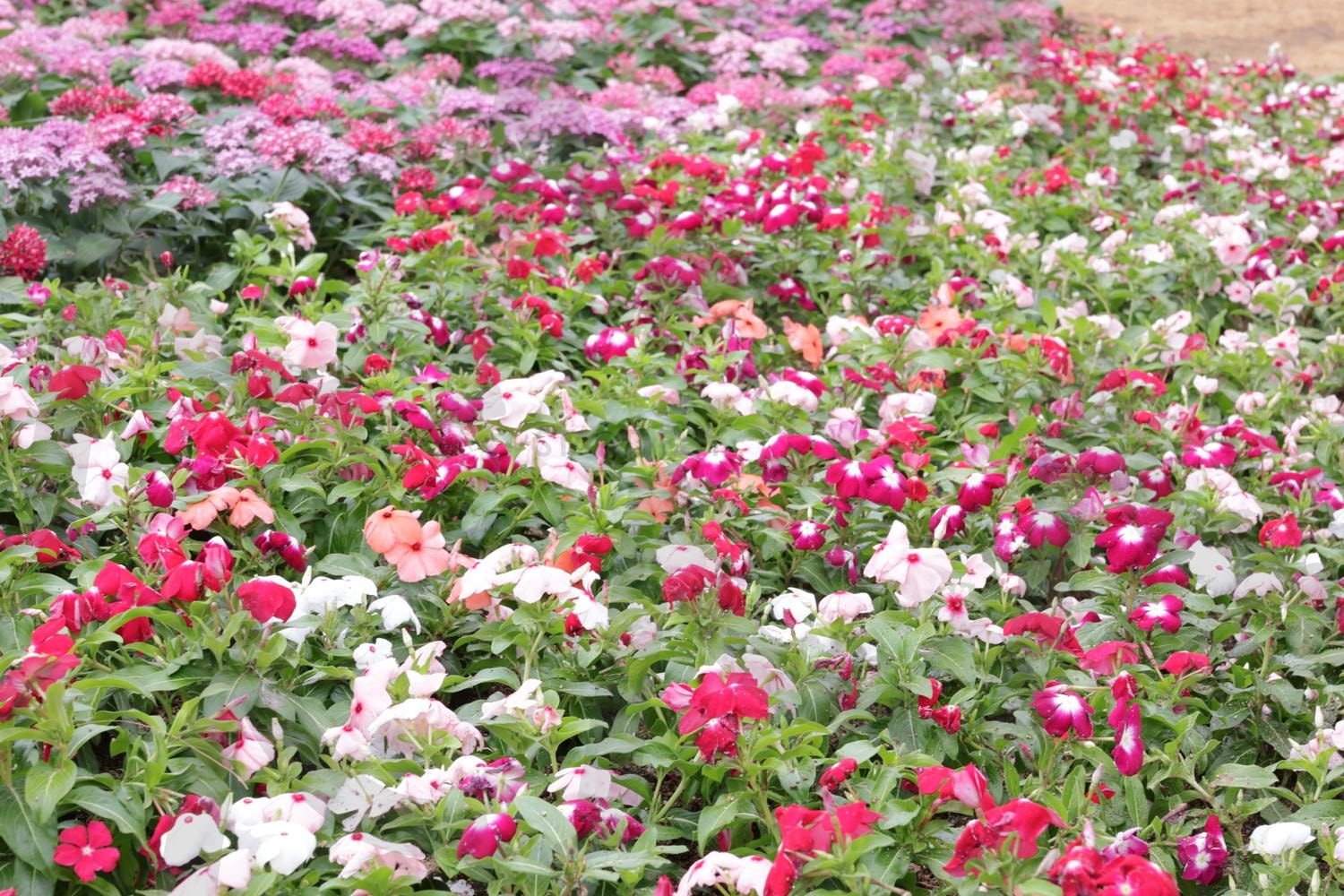 꽃밭 | 흰꽃, 분홍꽃, 빨간꽃, 빨강꽃, 꽃, 꽃밭, 알록달록 | 스탠바이 STANDBUY 디지털 콘텐츠